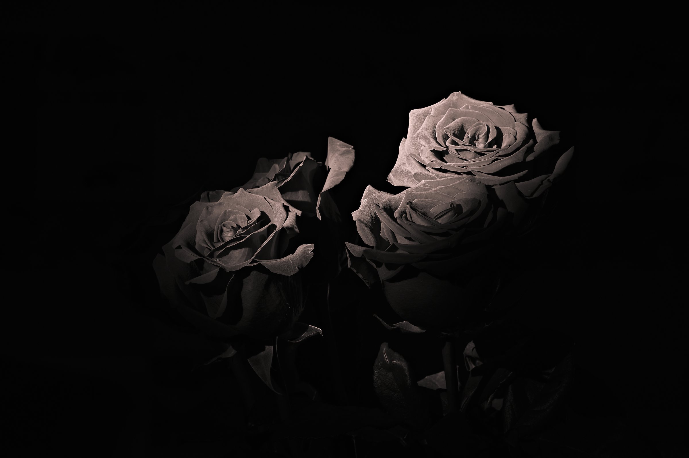 Beautiful flowers emerge from the pitch darkness, these are roses, a symbol of love and passion.