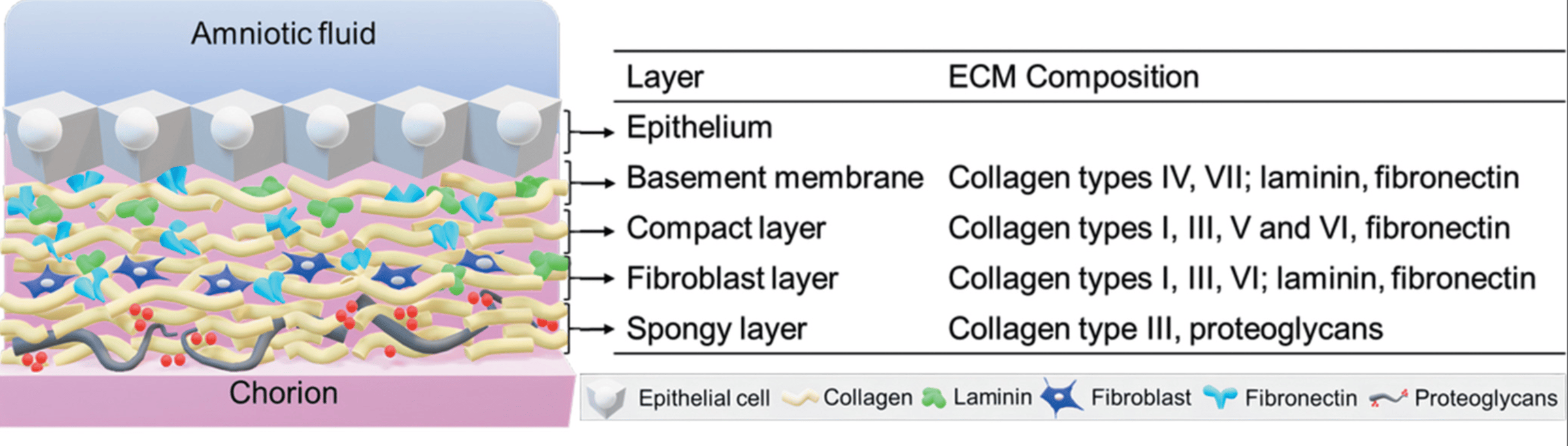 Illustration of amniotic membrane layers and ECM composition, showing epithelium, basement membrane, compact, fibroblast, spongy layers.