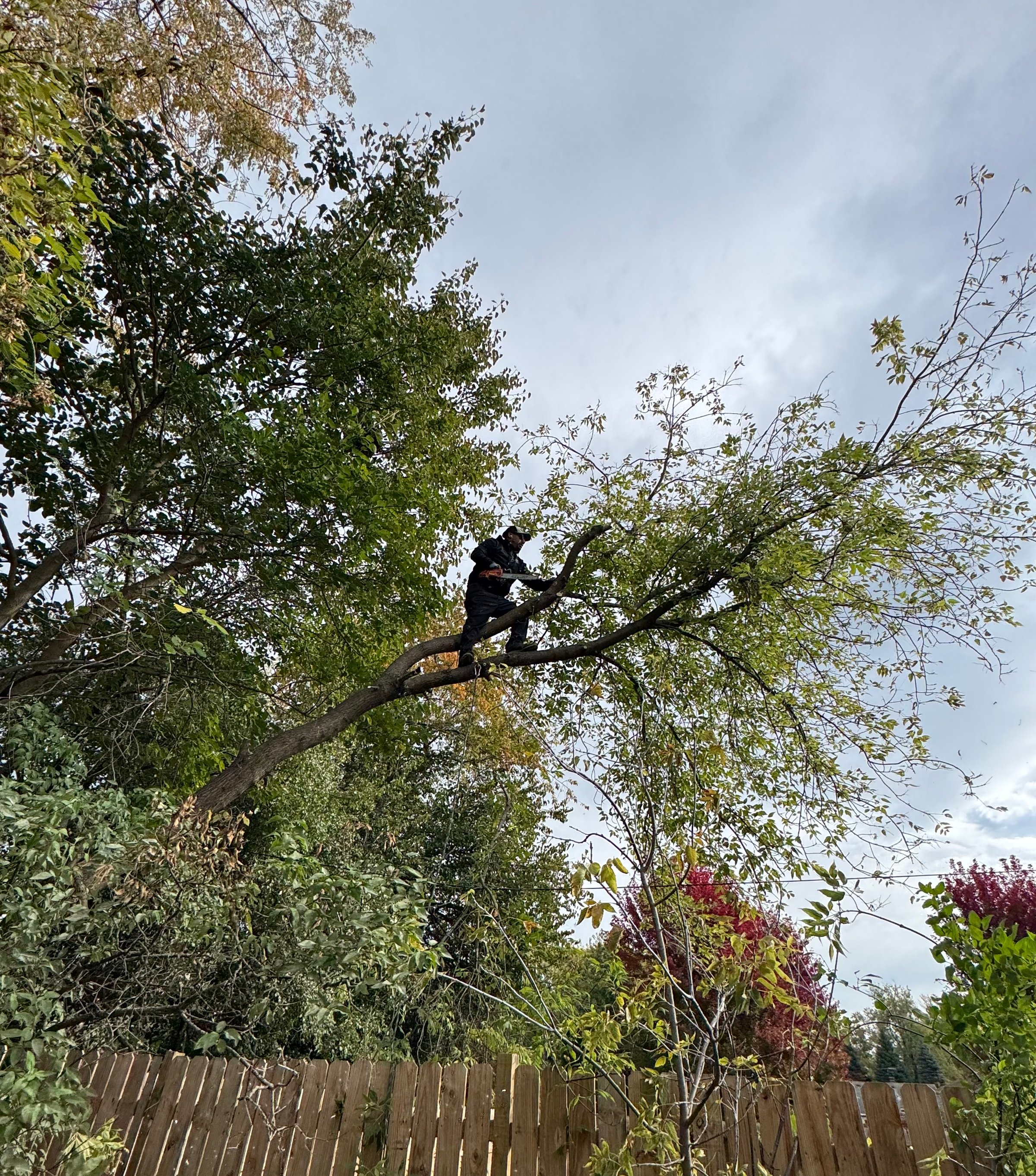 Heredia Landscaping tree services