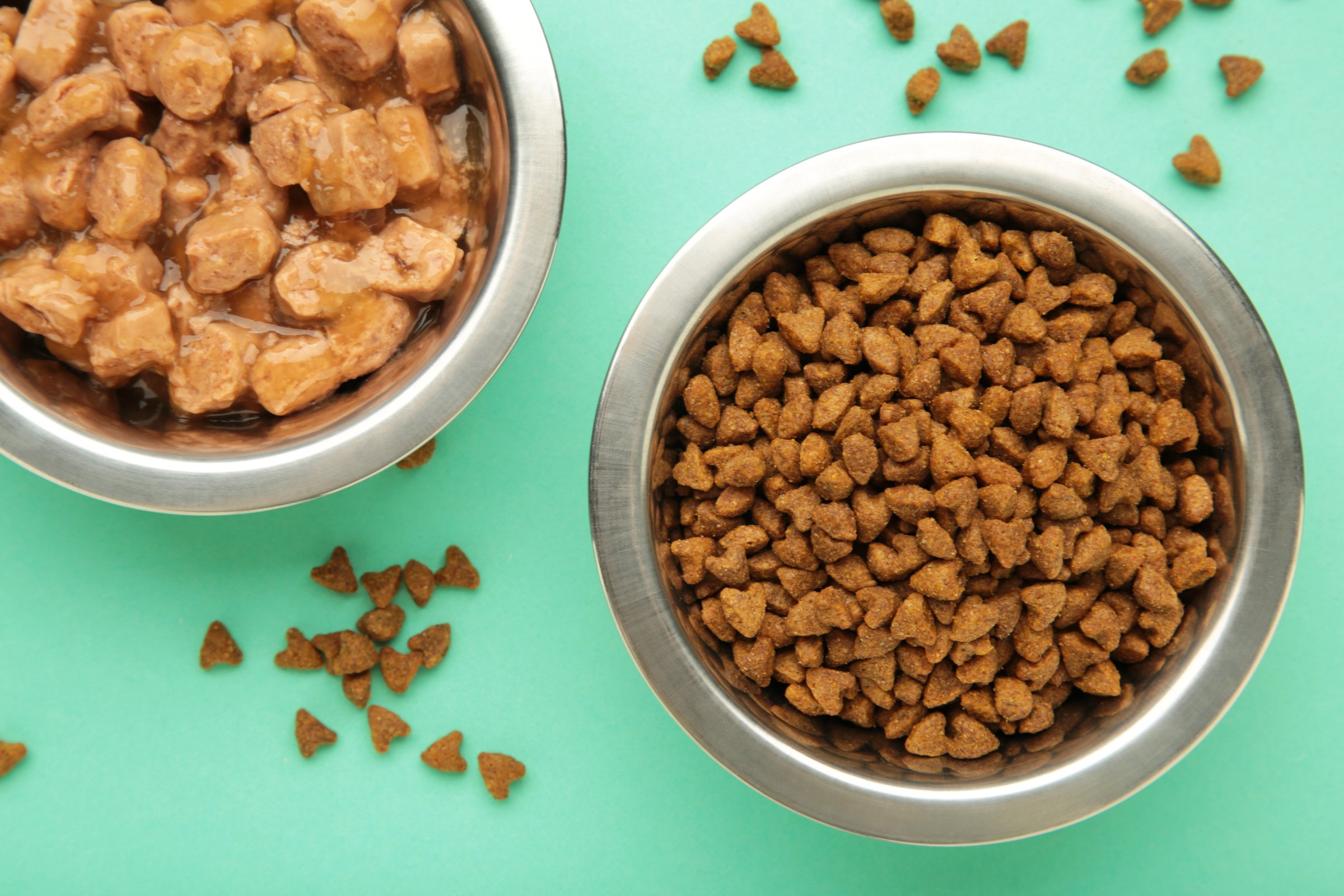Wet and dry food for dogs and cats in silver bowl on mint background. Top view