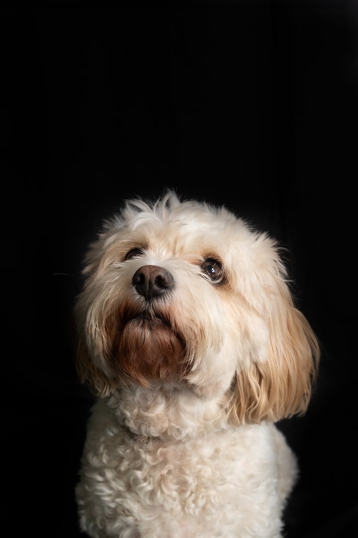 Rudi the Cavachon