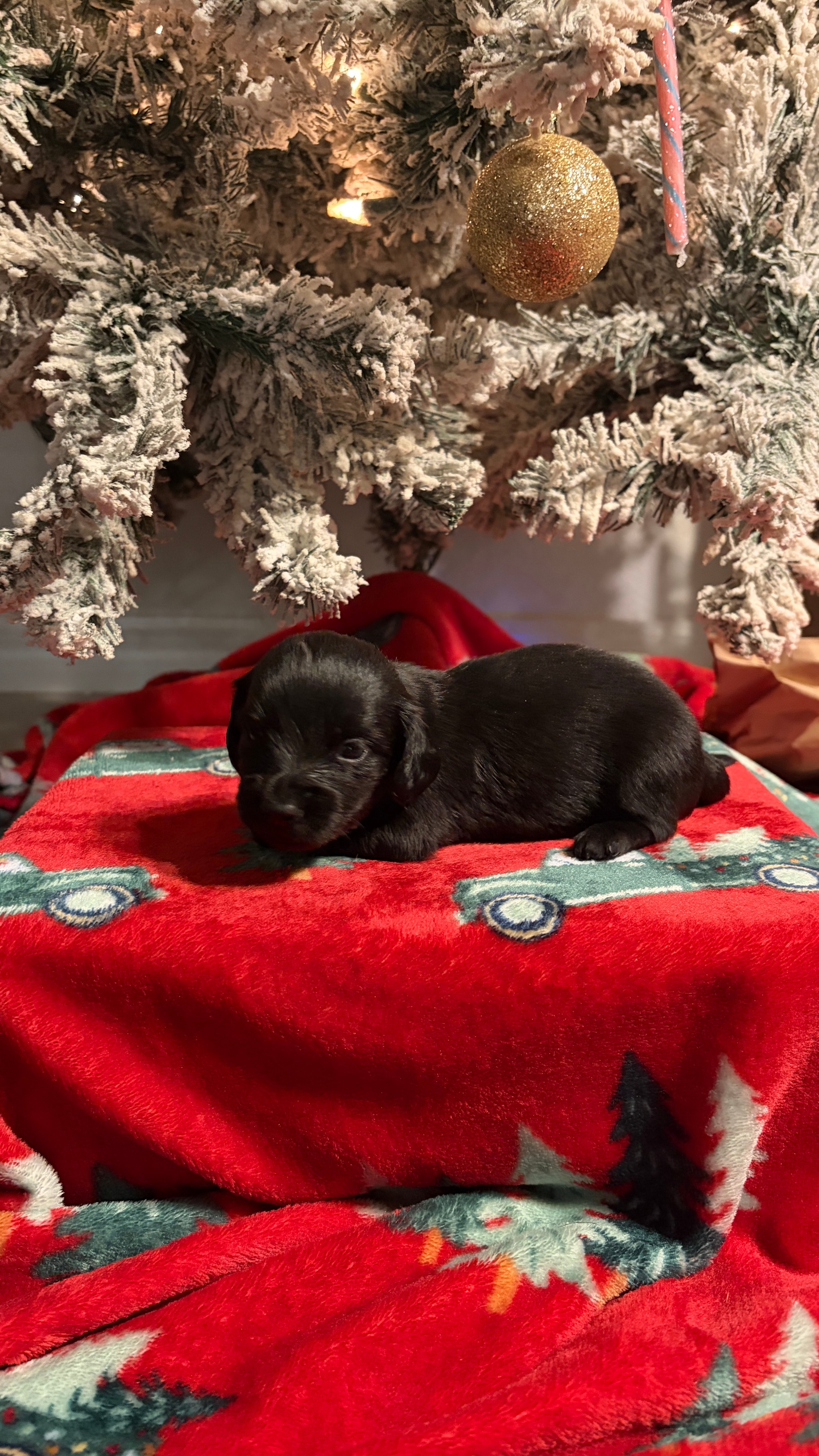 Dachshund puppy placeholder