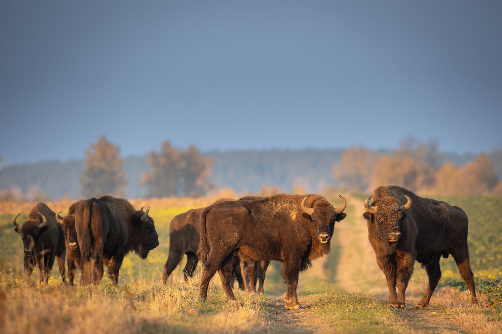 Mammals - wild nature European bison ( Bison bonasus ) Wisent herd standing on field North Eastern part of Poland, Europe Knyszynska Primeval Forest sundown evening photography