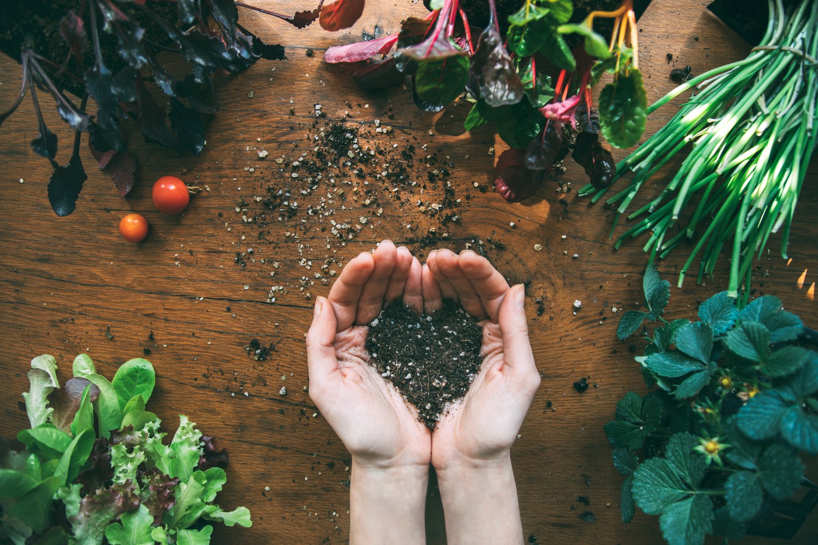 Hands holding heart-shaped soil with seedlings around them. Urban organic vegetable garden. Lettuce seedling. Onion seedling. Beet seedling. Chard seedlings. Strawberry seedlings