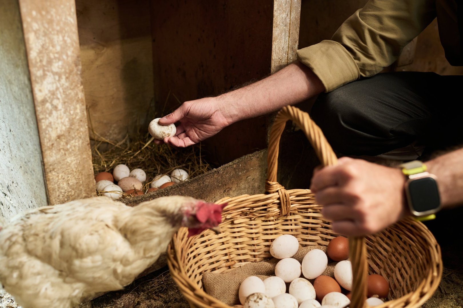 Hands of unrecognizable mature male owner of livestock farm with basket standing on squats in coop and collecting fresh eggs