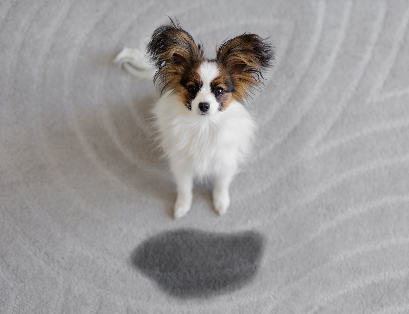 Cute papillon puppy sitting near wet spot on carpet - pet urine and odor removal services in Sandy Springs Atlanta GA