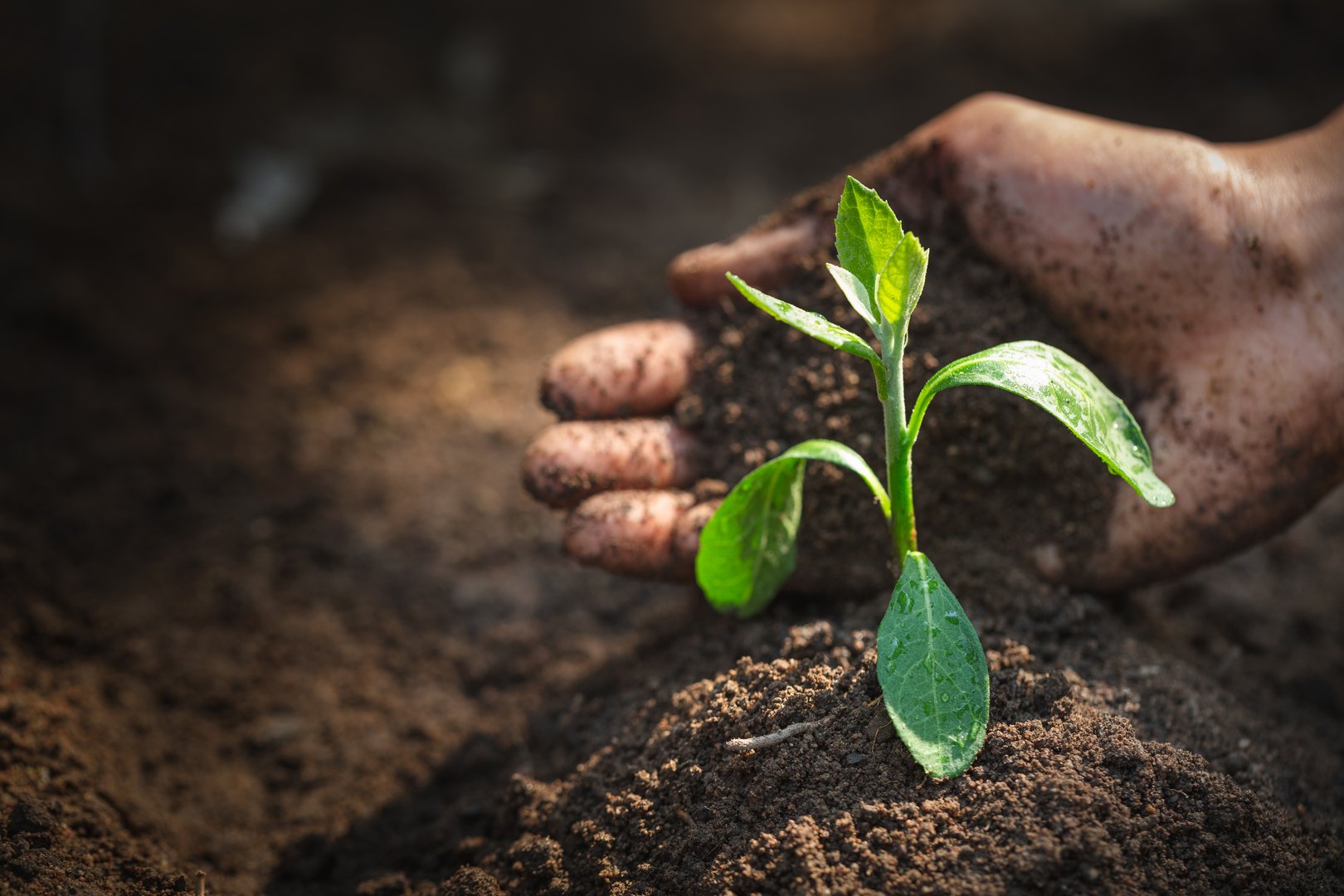 Seedlings that grow from perfect soil have the idea of protecting the hands of soil preparation for agricultural cultivation. Soil for gardening, organic farming, soil quality and World Soil Day.