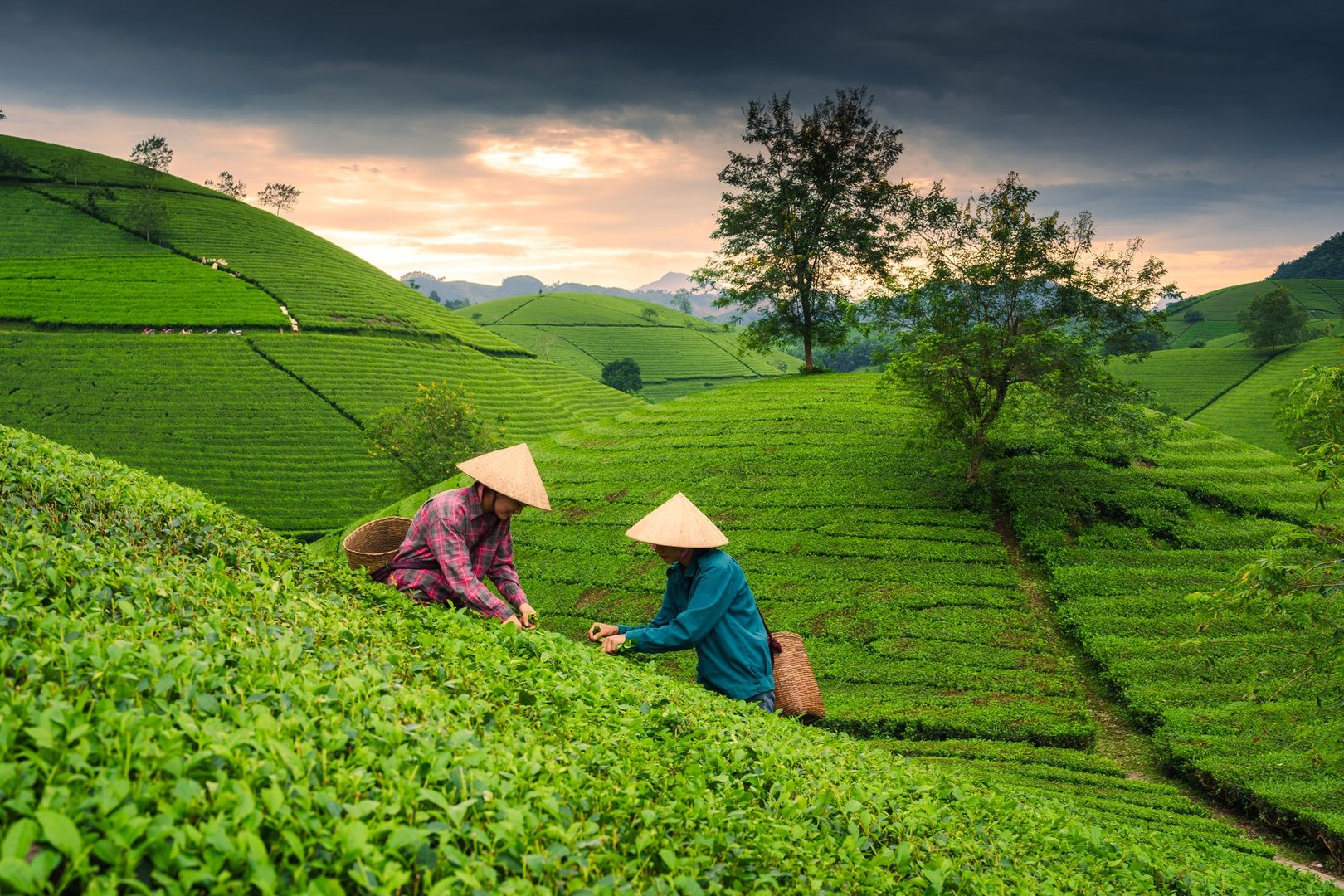 Asian women villagers harvesting tea leaves in tea hill
