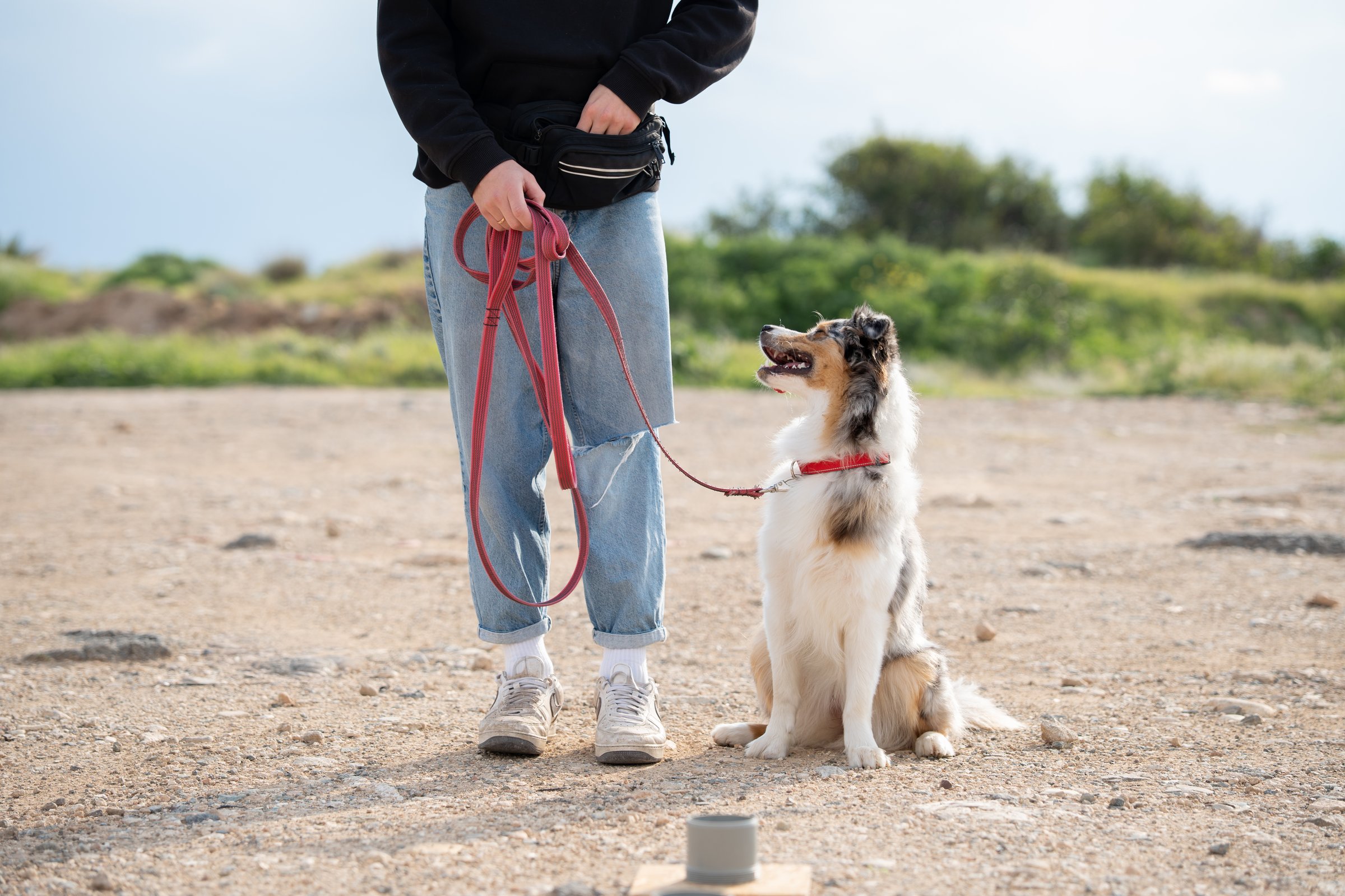 Australian Shepherd sitting attentively on a leash during a nose work and obedience training session outdoors. Dog learning scent detection and mental enrichment in nature