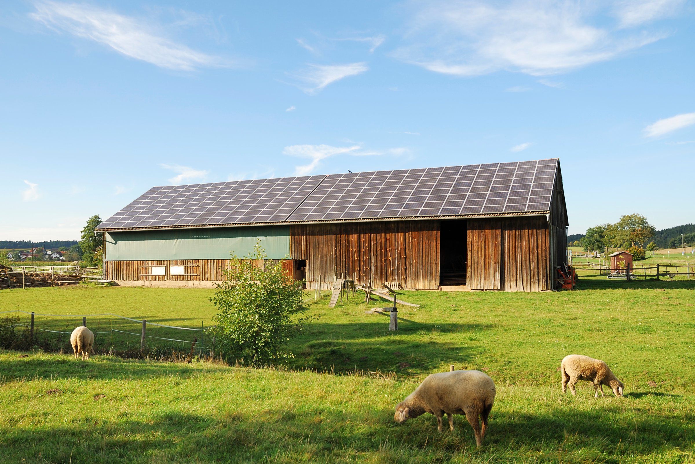 Barn with solar panels on the roof surrounded by green fields and grazing sheep under a clear blue sky.
