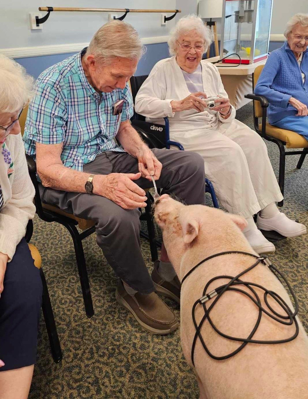 Curious pig looking through fence