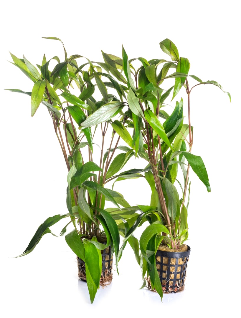 hygrophila corymbosa in front of white background