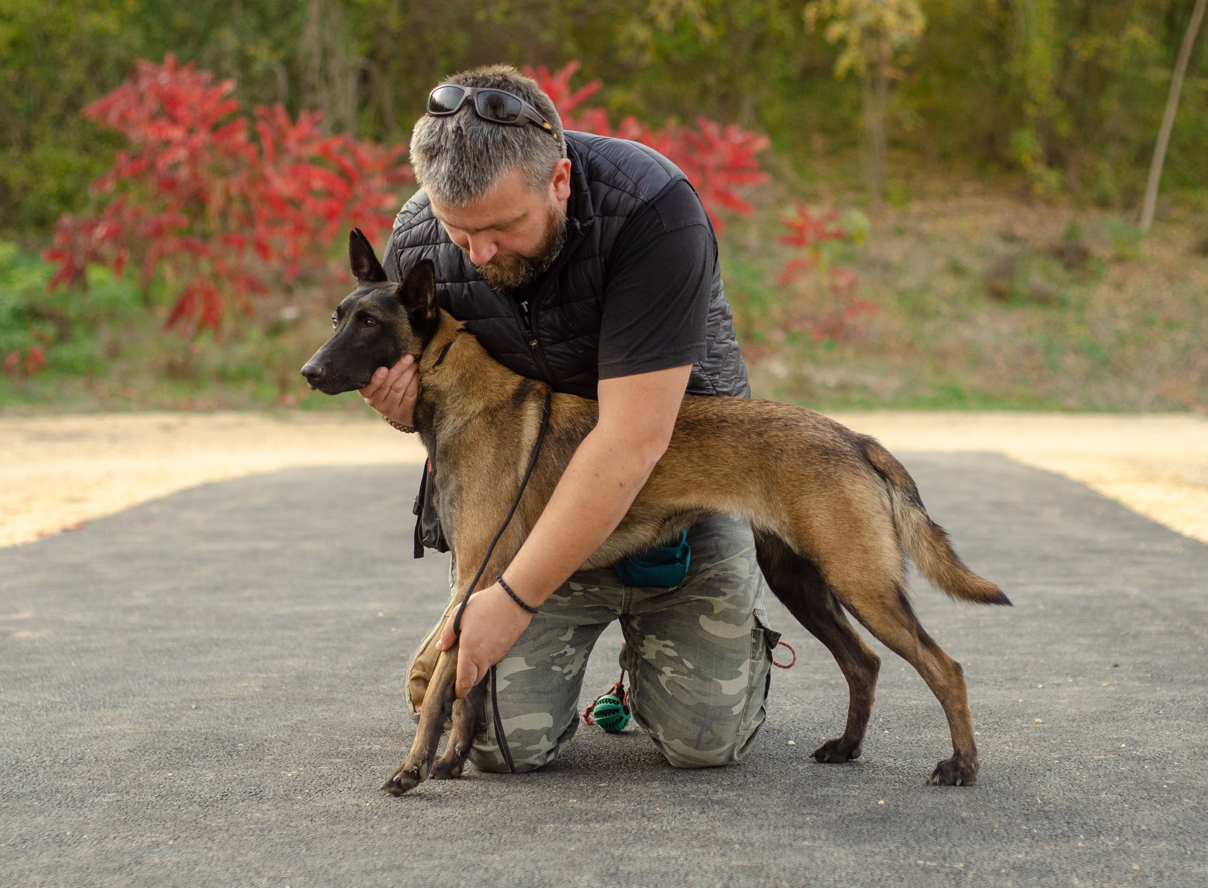 Belgian shepherd. Dog breed poses. A dog breed that is very popular. Portrait photo . Photographed in nature.