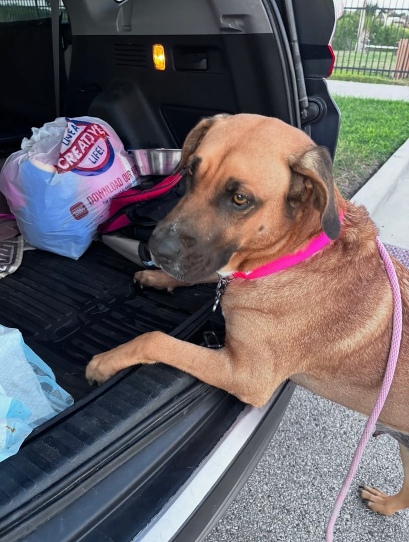 Rescued dog from Neighbors Helping Street Pups