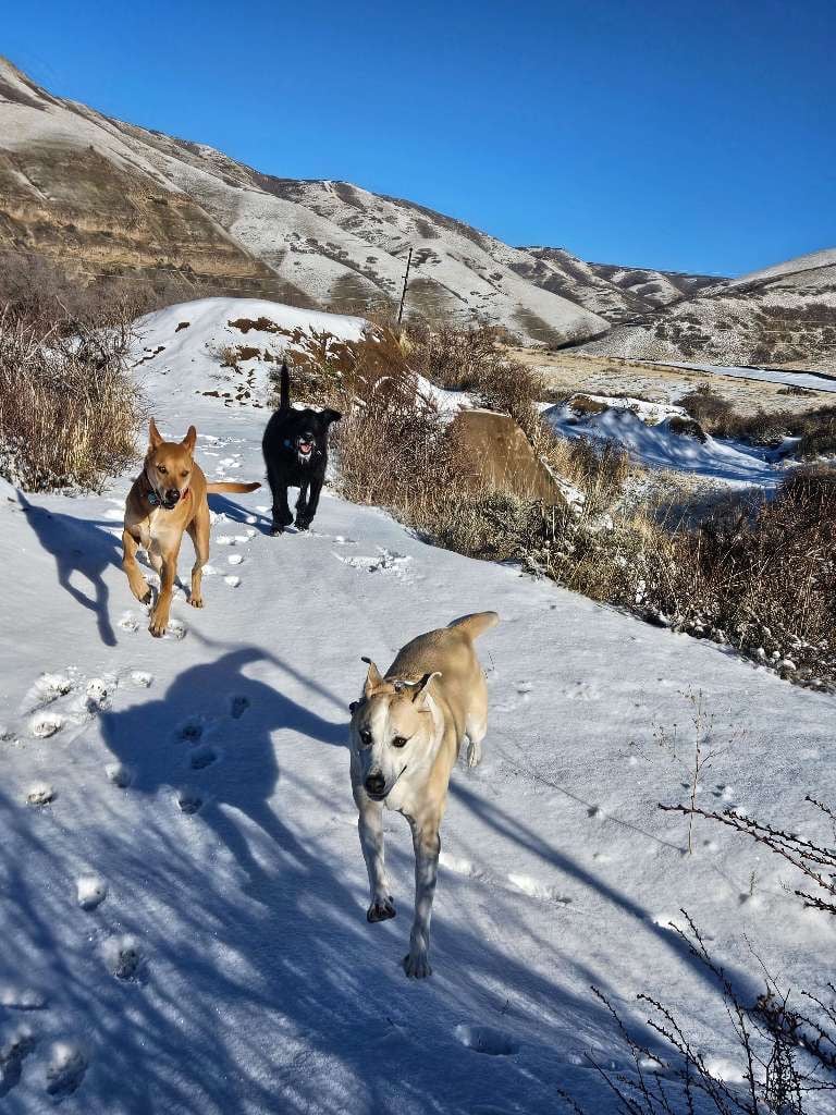 Dog sitting in Salt Lake City