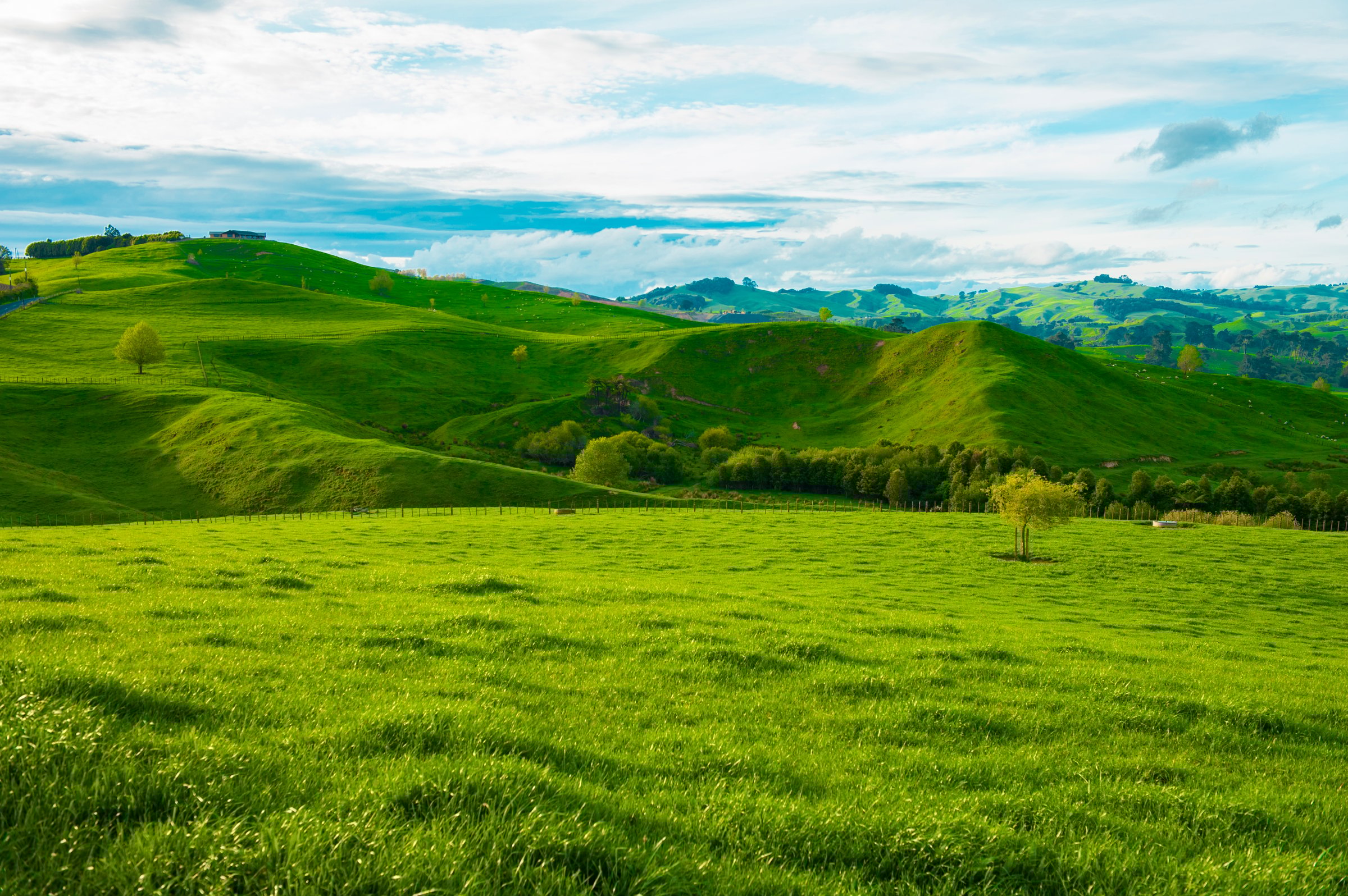 Beautiful green hills covered by grass and with many sheep on the pasture