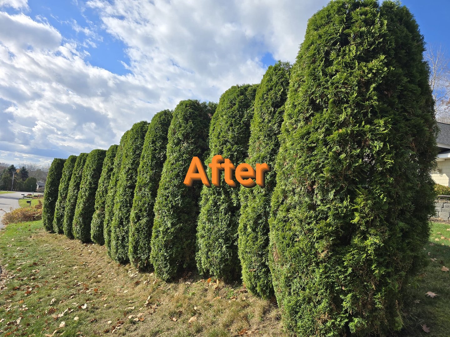 After tree care service