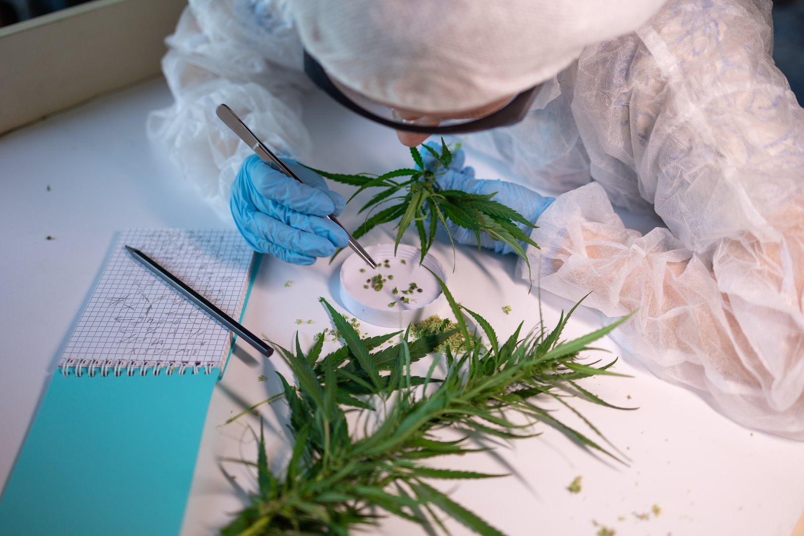 A researcher analyzes cannabis plants in a lab setting, focusing on their characteristics and properties.