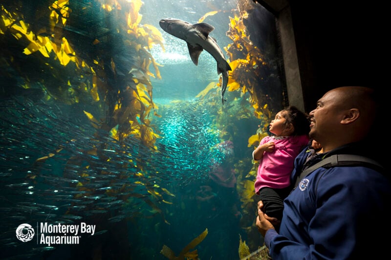 Child and adult admire a shark swimming in an aquarium tank surrounded by kelp and fish at Monterey Bay Aquarium.