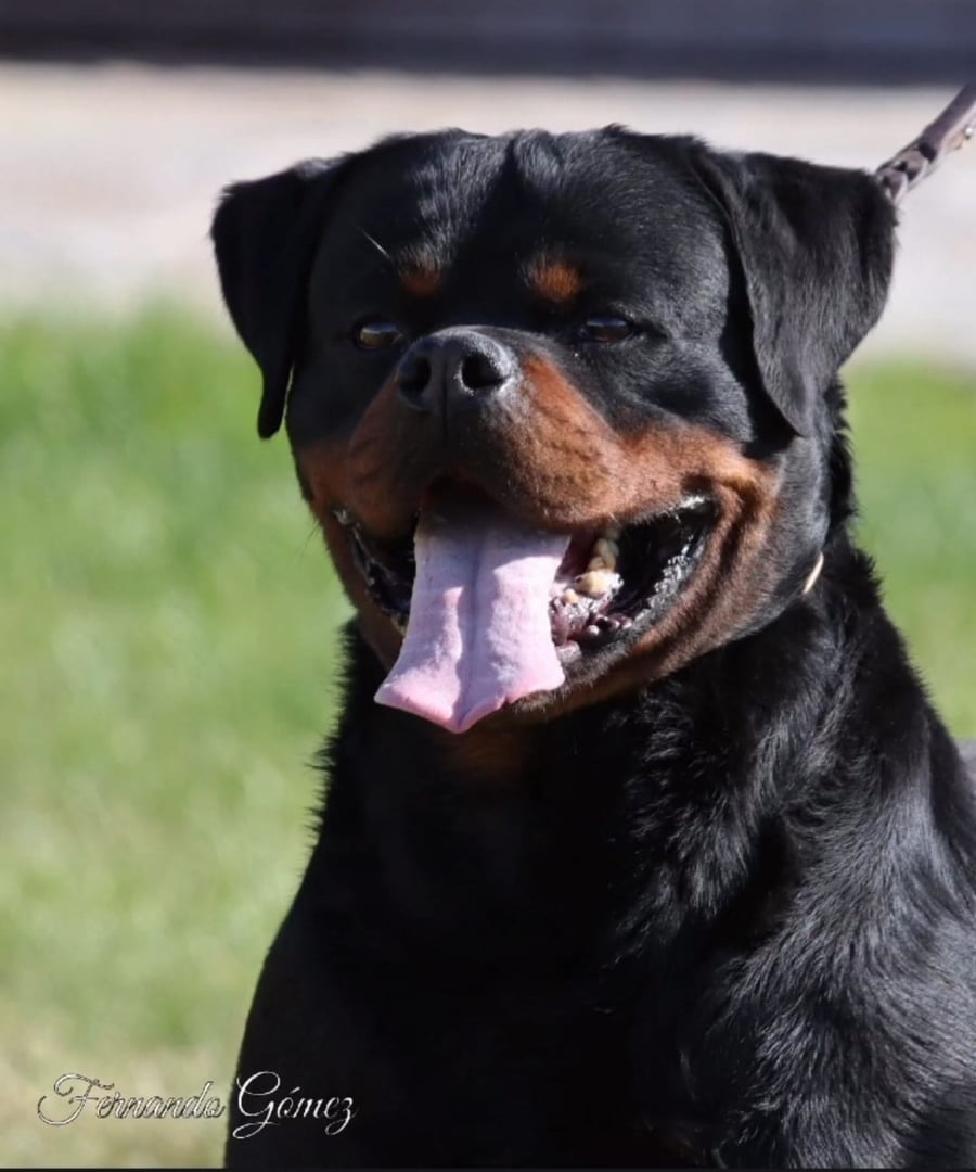 Rottweiler Rottassus Kennel