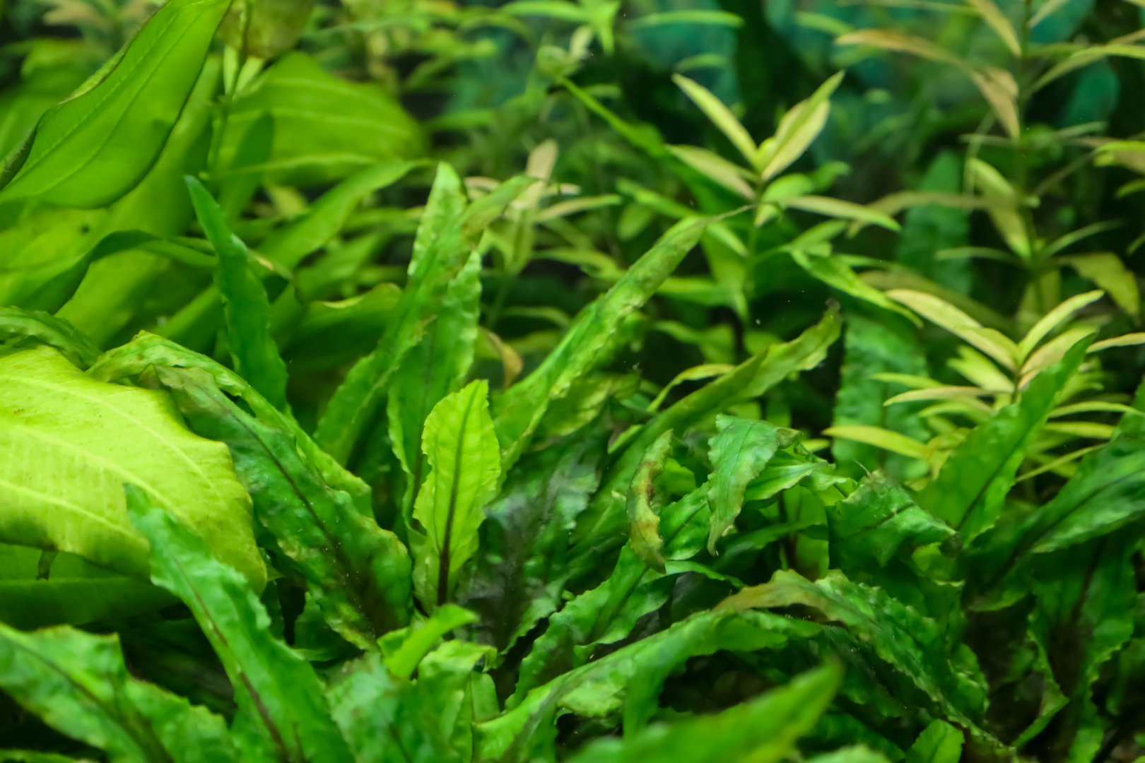 This photograph captures a close-up of lush green aquarium plants. The leaves of the plants have a variety of shades of green, from light to dark, and different textures, creating a rich and natural look.