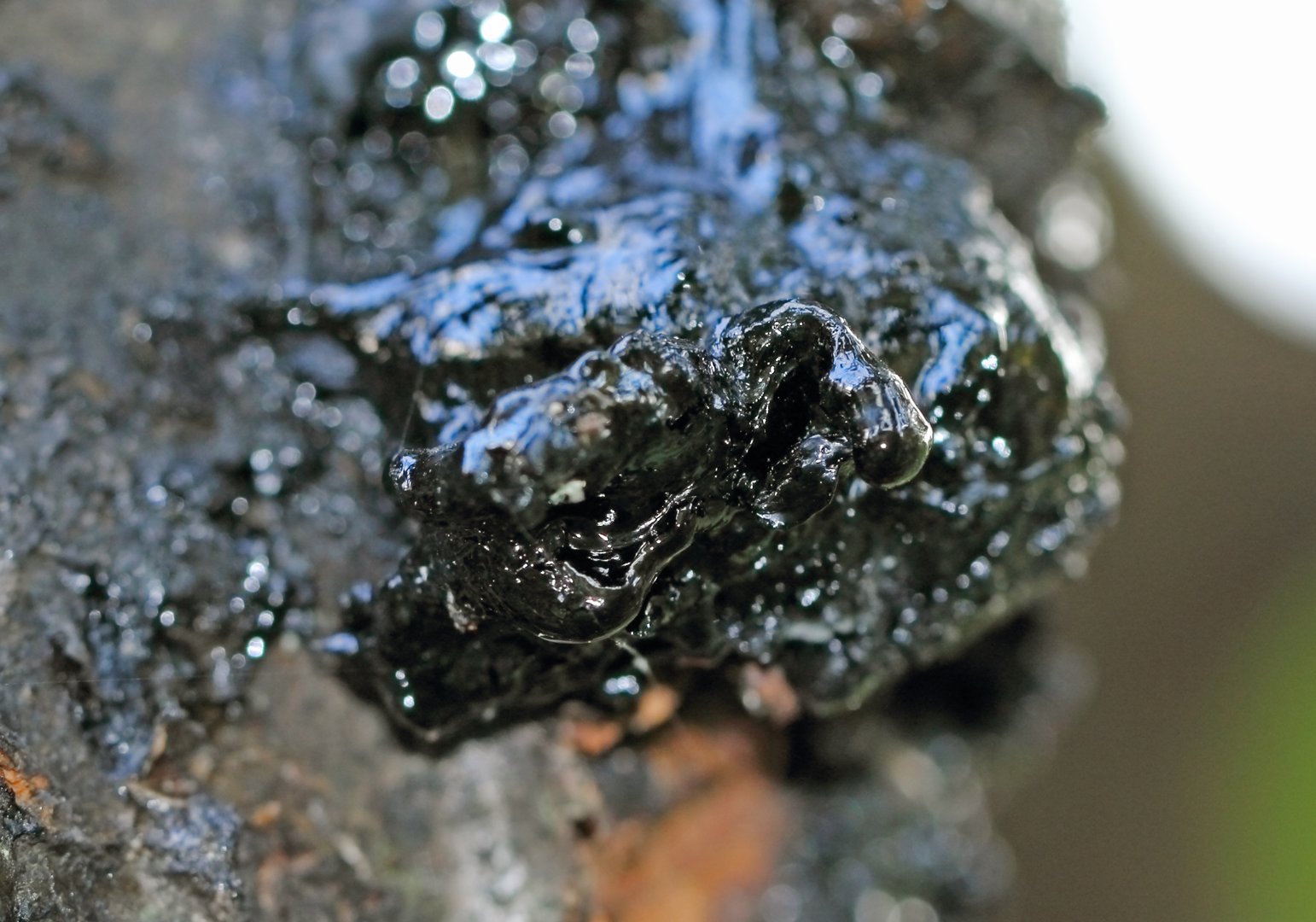 Black Resin on tree in nature