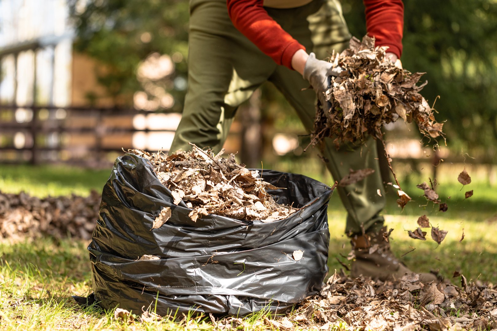 Raking fallen leaves with rakes