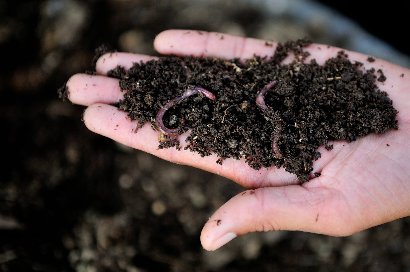 A hand holding black compost with earthworms in it.