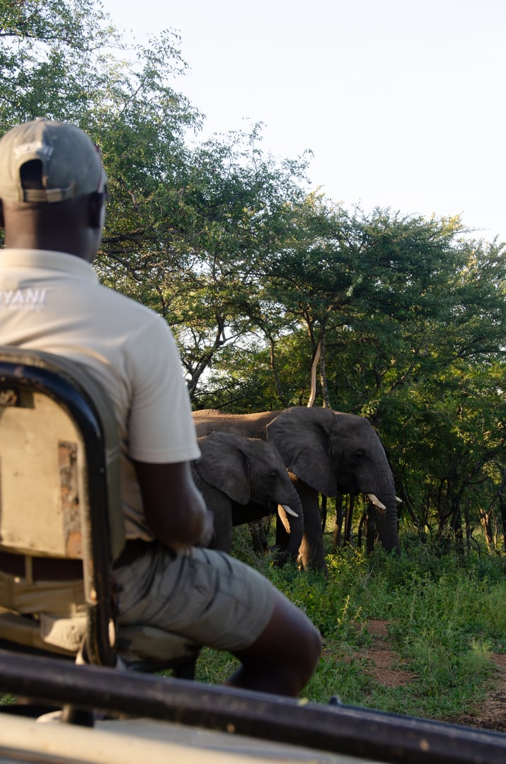Elephants on safari in Africa