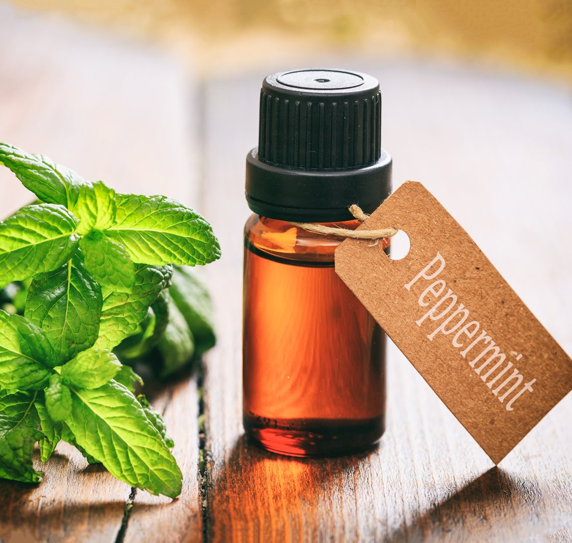 Peppermint essential oil, fresh leaves and blossoms on wooden background. Mentha piperita herb, also known as Mentha balsamea wild