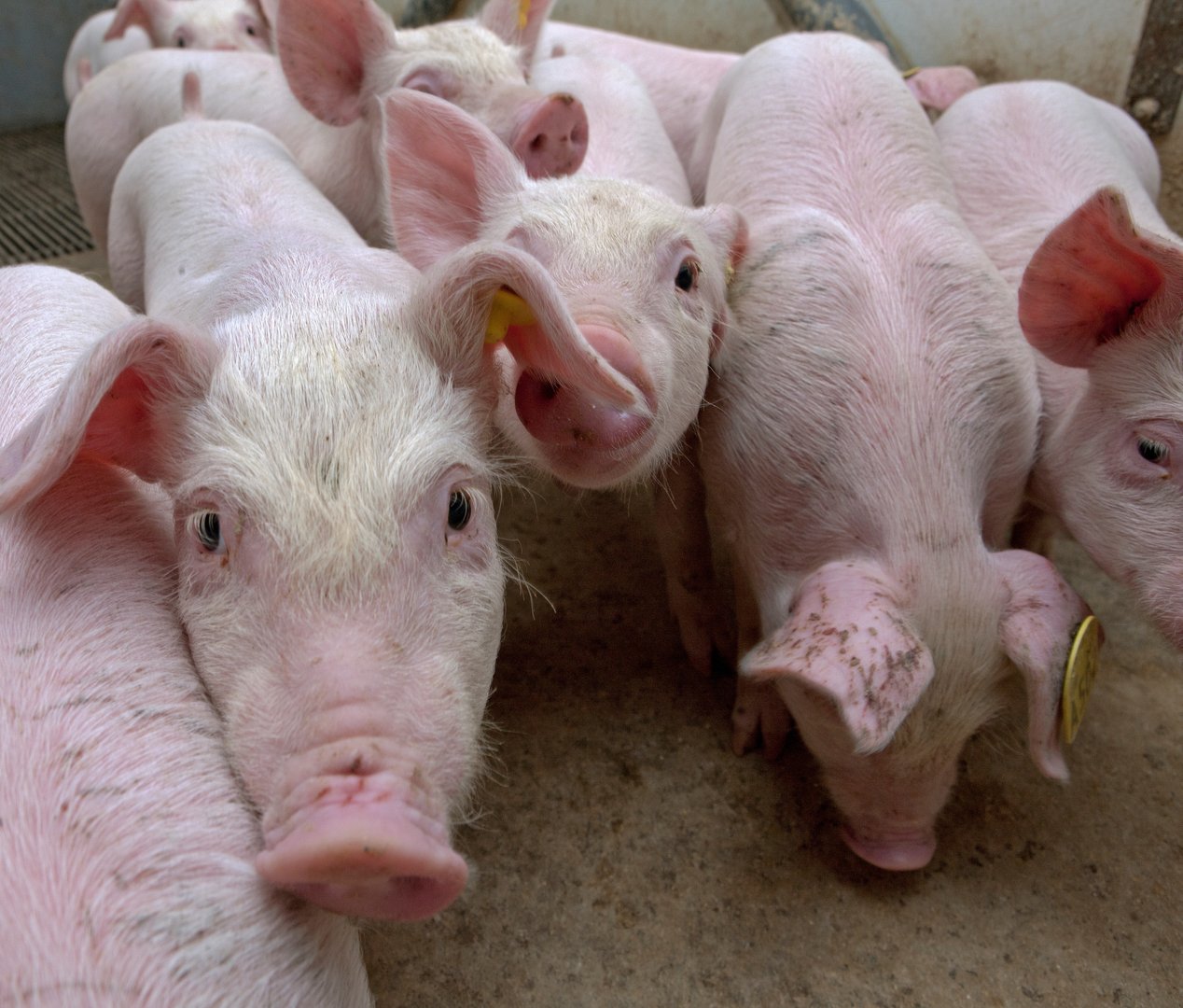 Pig breeding. Pig stable at farm. Extensive pig breeding. Curious Piglets.