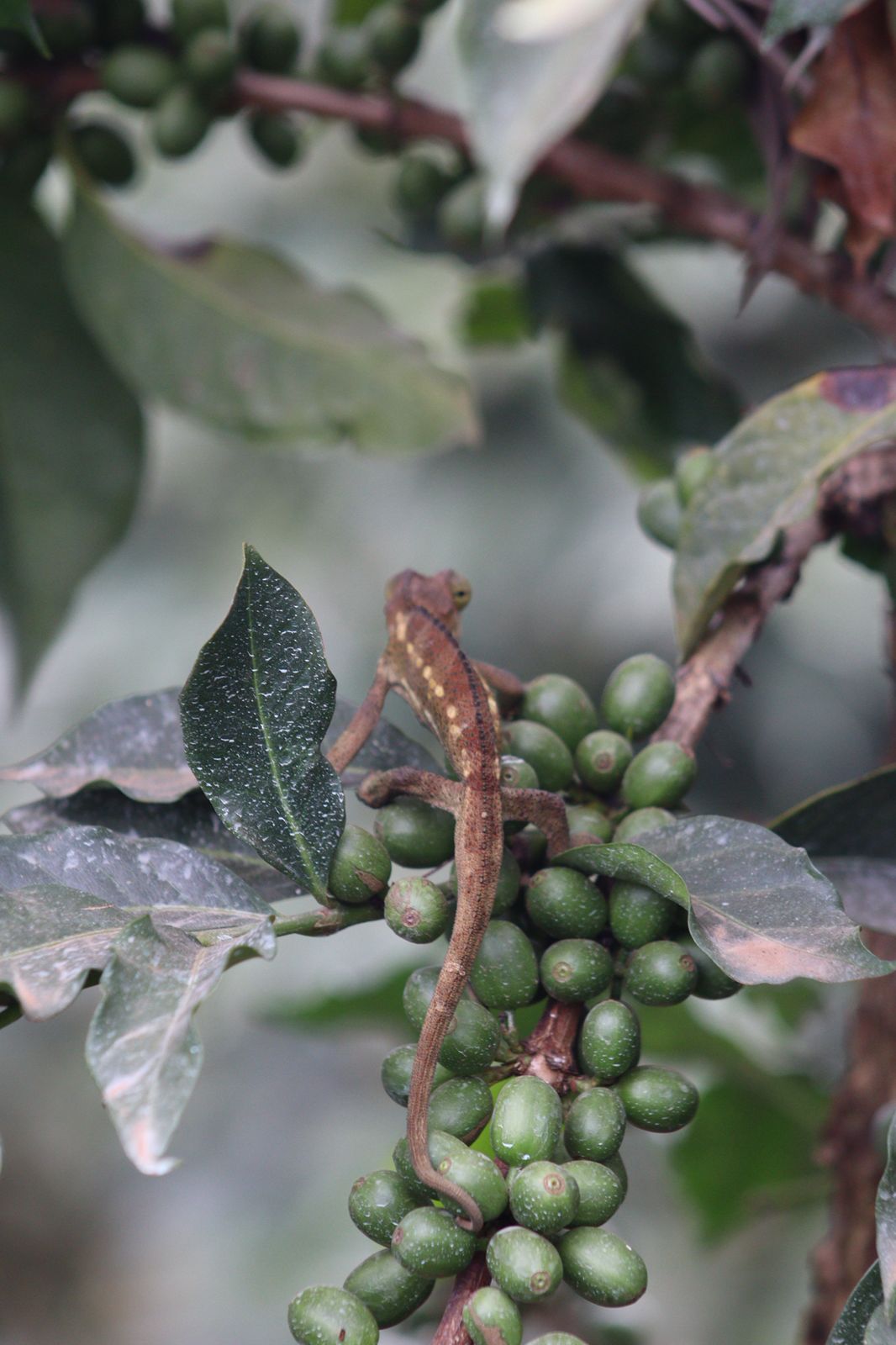 Ruwawa Farm landscape