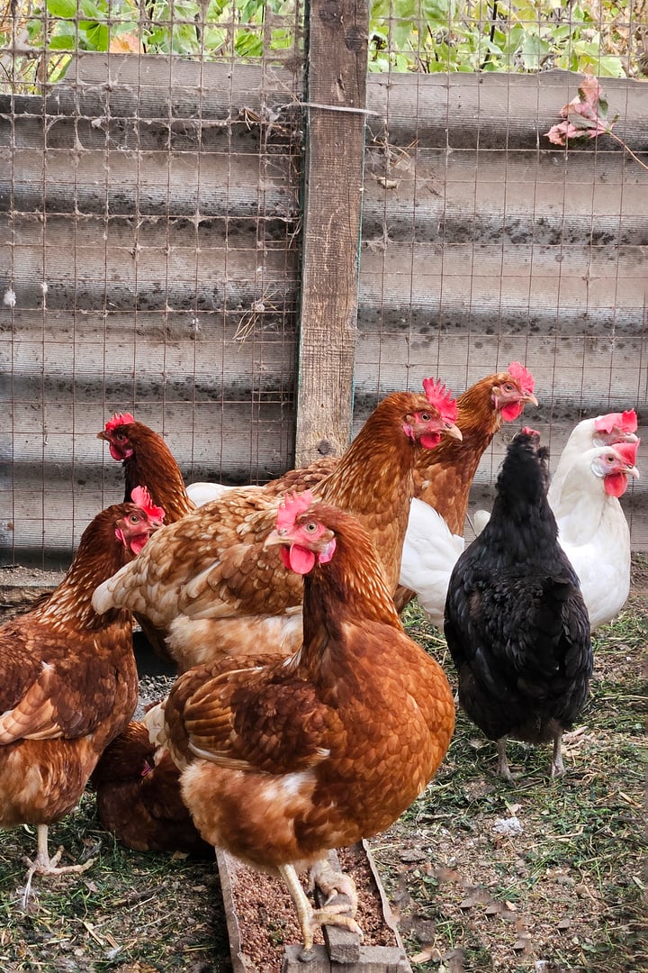 Brown, white, and black hens and rooster gathered around a feeding bowl on a farm. Poultry in a rural setting in sustainable farming and the natural free-range hens. Small-scale agriculture, livestock care, and organic food production.
