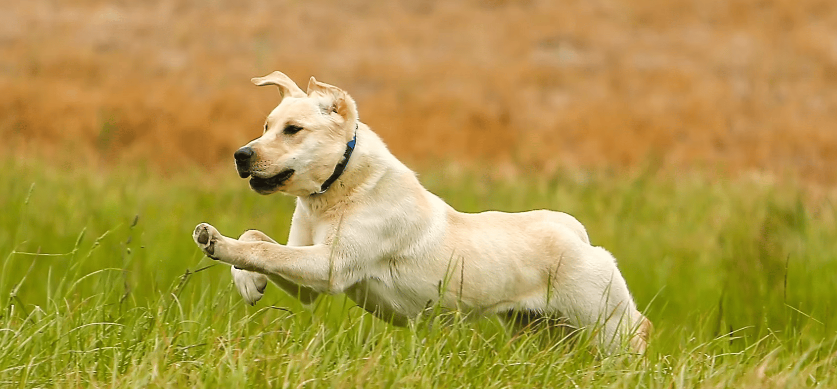 Woodstock Retrievers Labrador