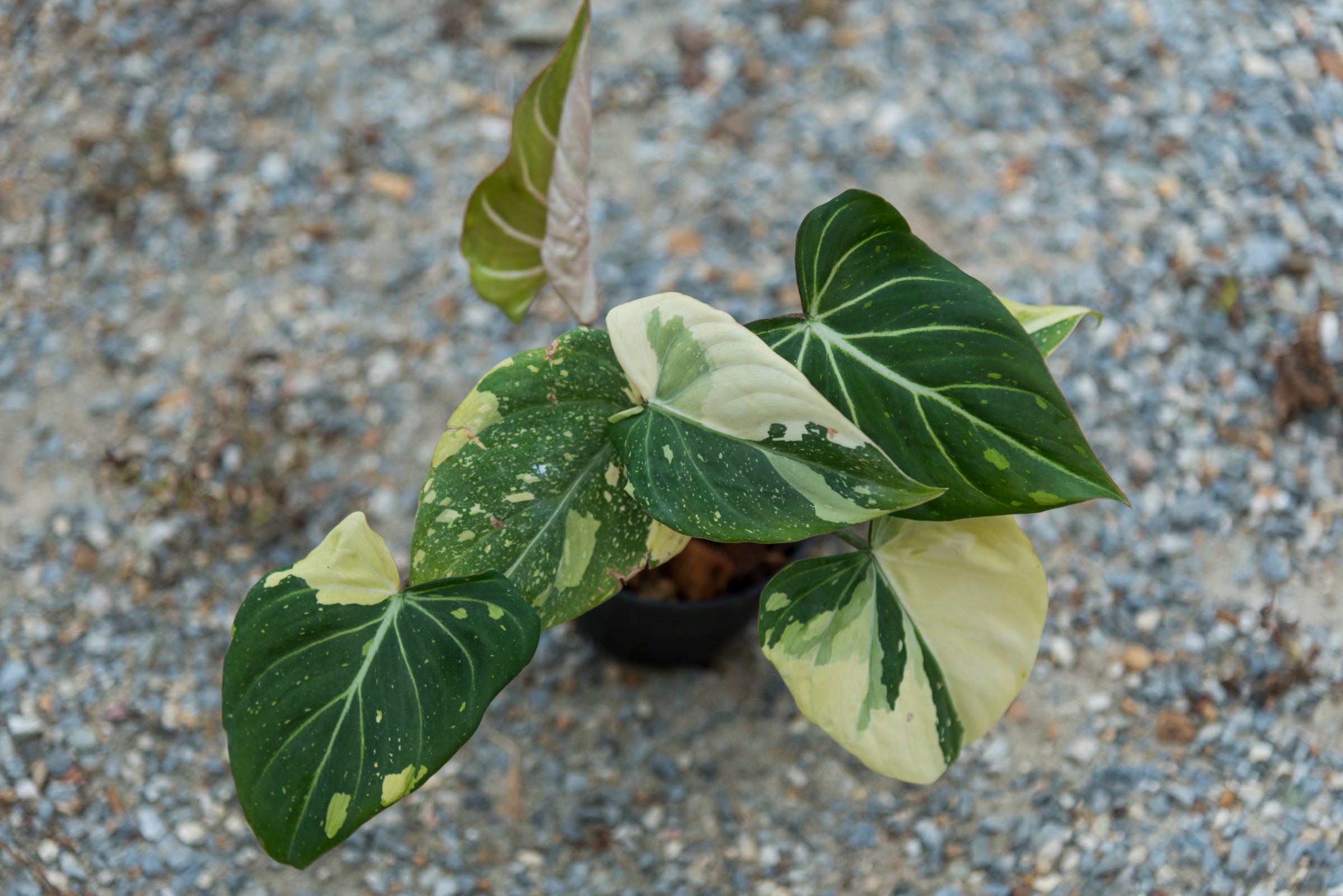Closeup to Philodendron Gloriosum Tri Color Variegated in the pot