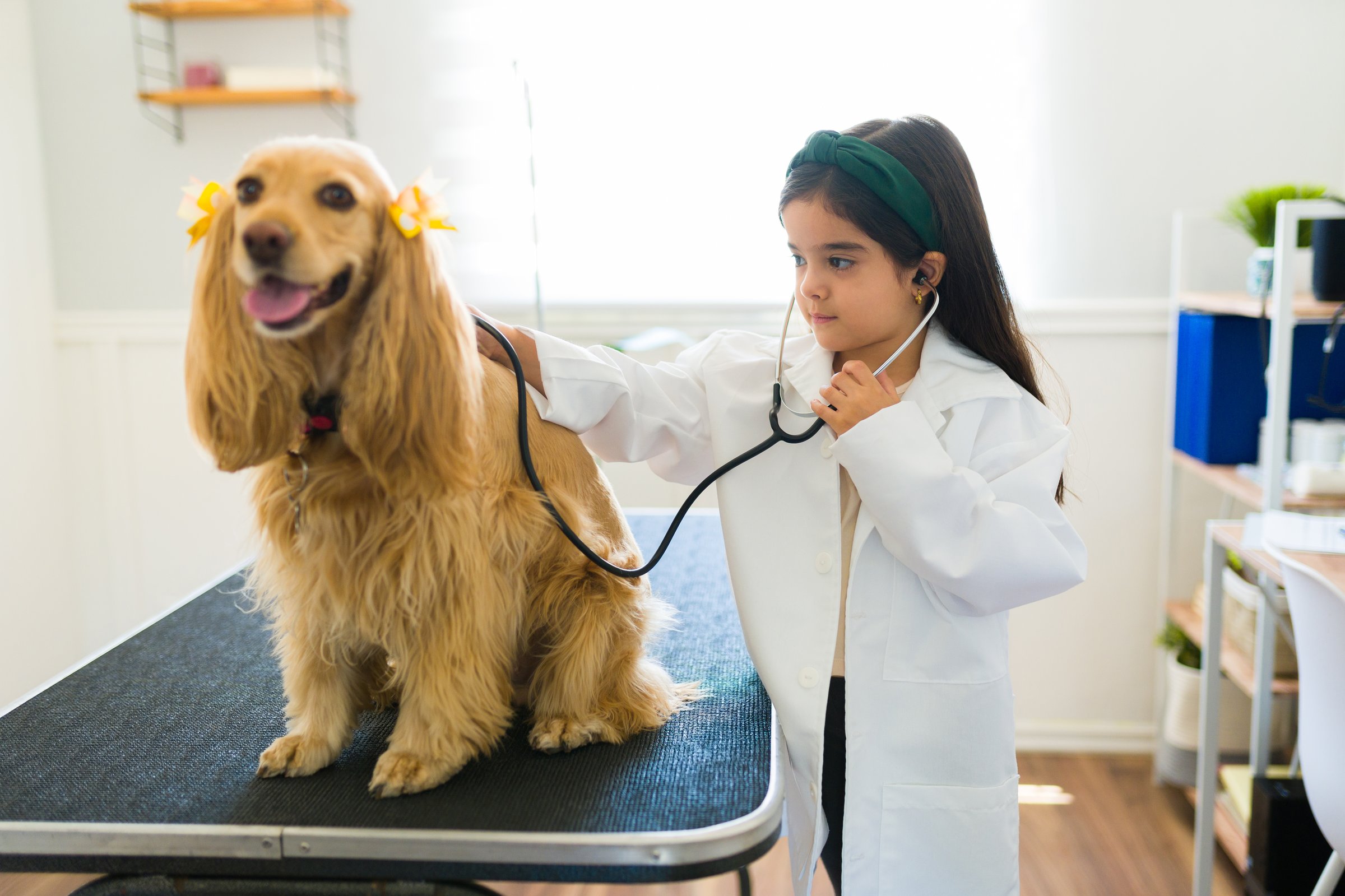 Adorable little girl wearing a lab coat playing vet and using a stethoscope to hear the breathing of a cocker spaniel dog at the animal clinic