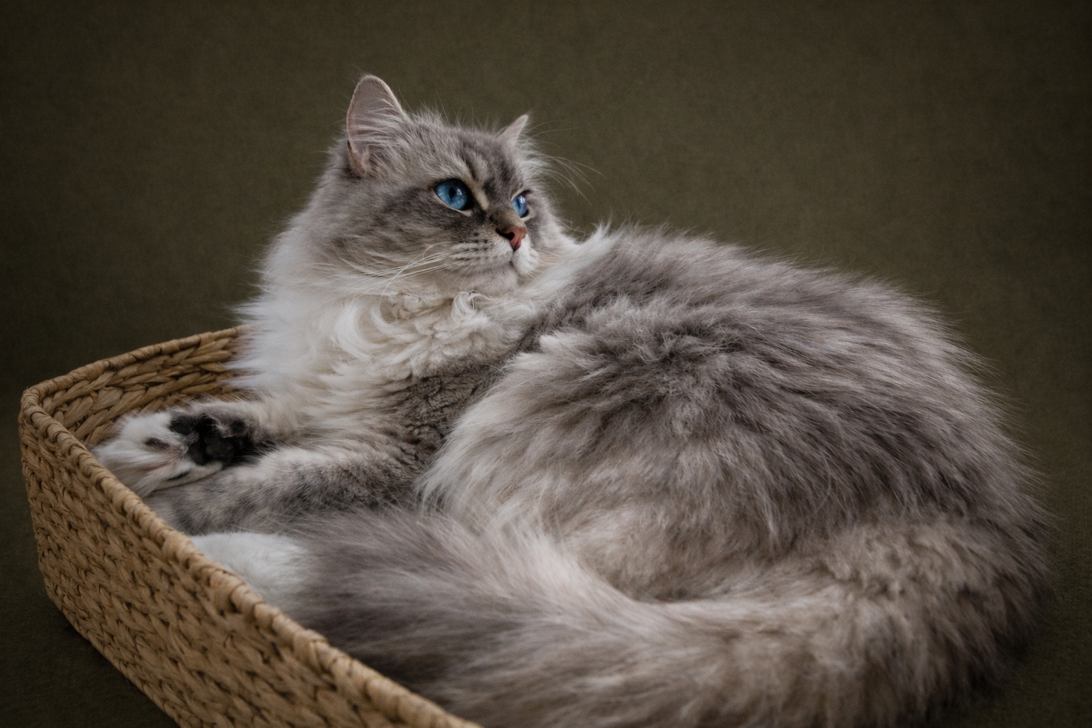 RagaMuffin cat