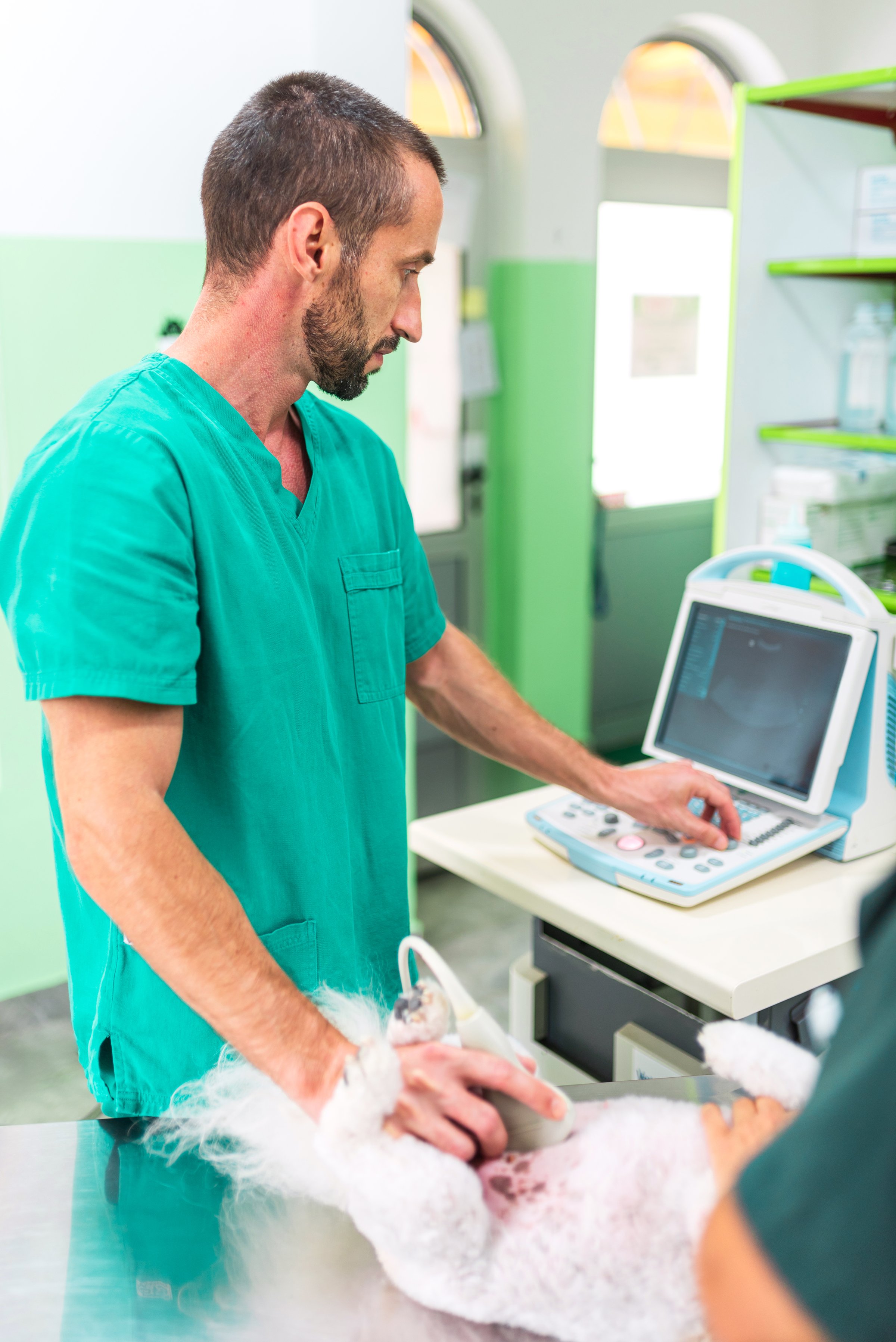 Veterinarian is using an ultrasound machine to examine a dog in a veterinary clinic, ensuring its health and well-being