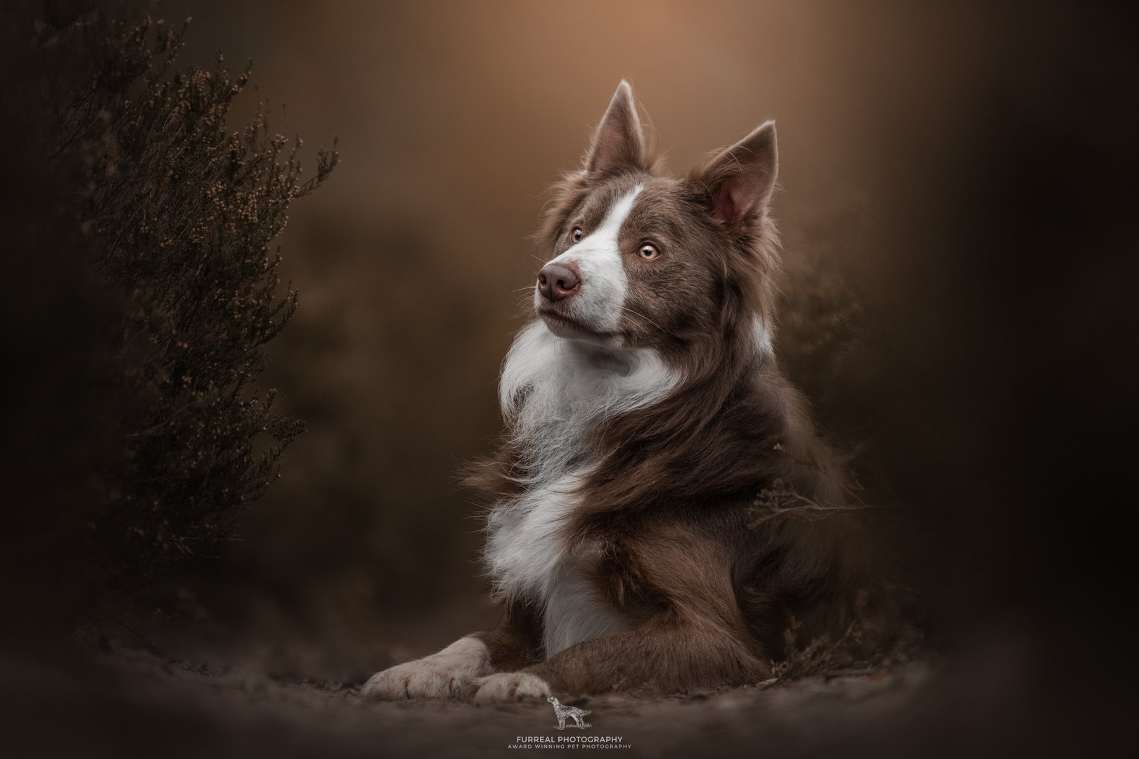 Border Collie sheepdog working with a flock of sheep at Park Hills Farm