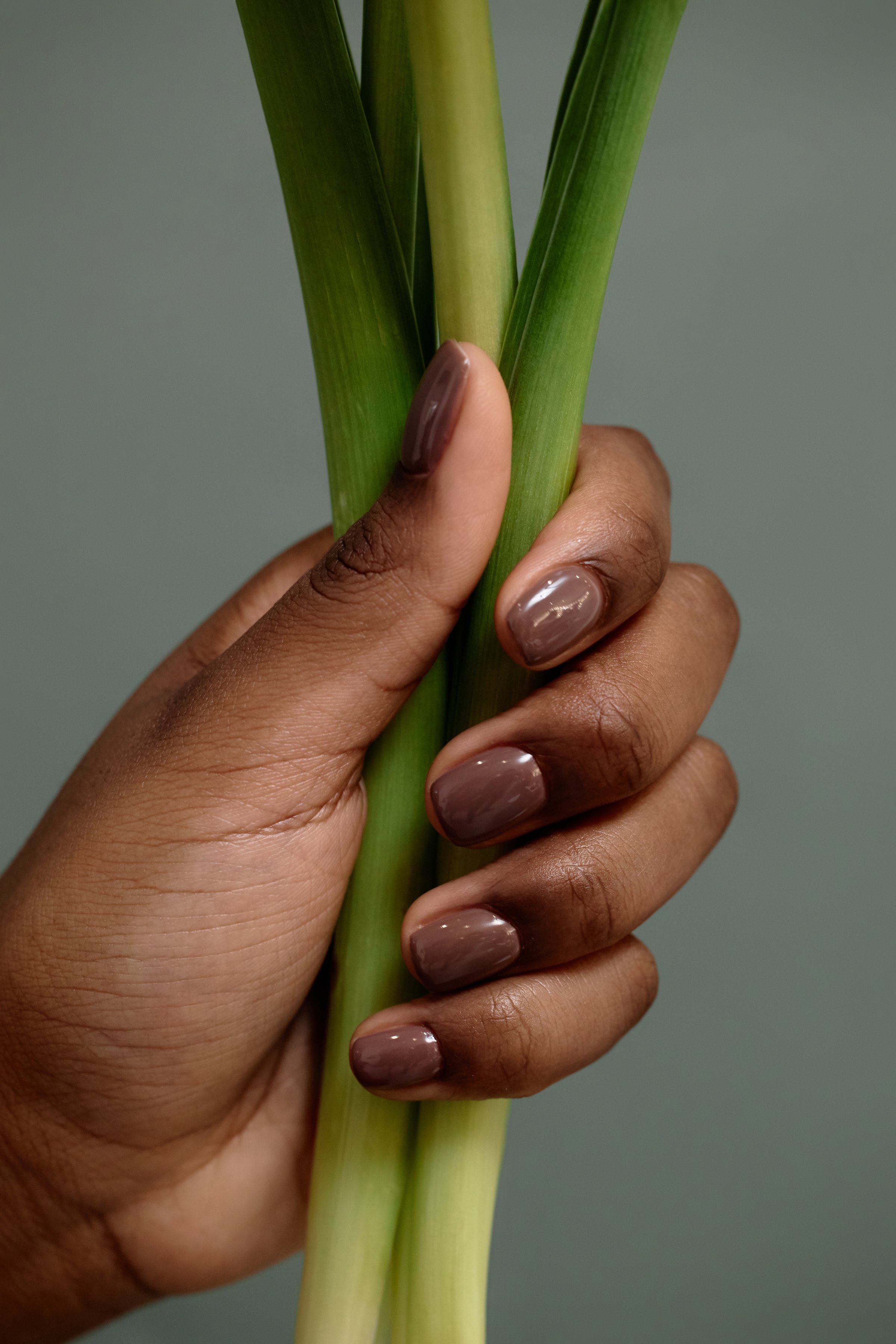 Vertical close up on Black womans hands with brown nails holding fresh flower on grey background