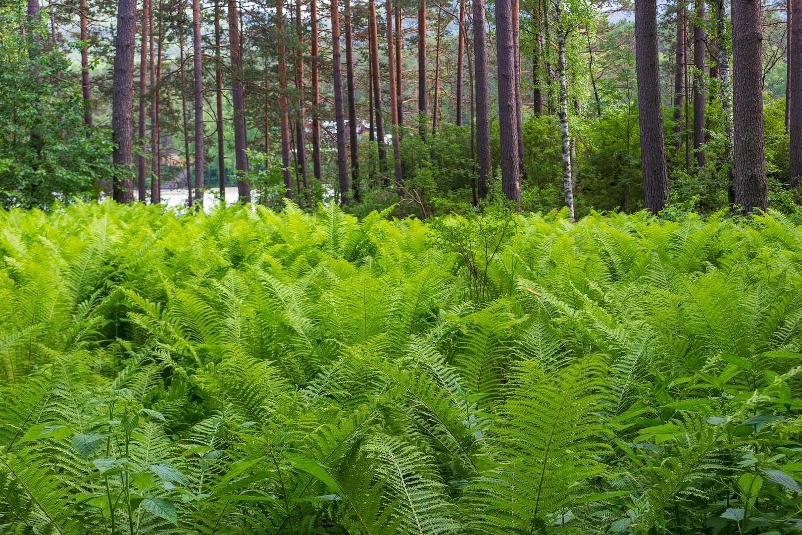 A pine forest densely overgrown with huge fern leaves in the Altai Republic