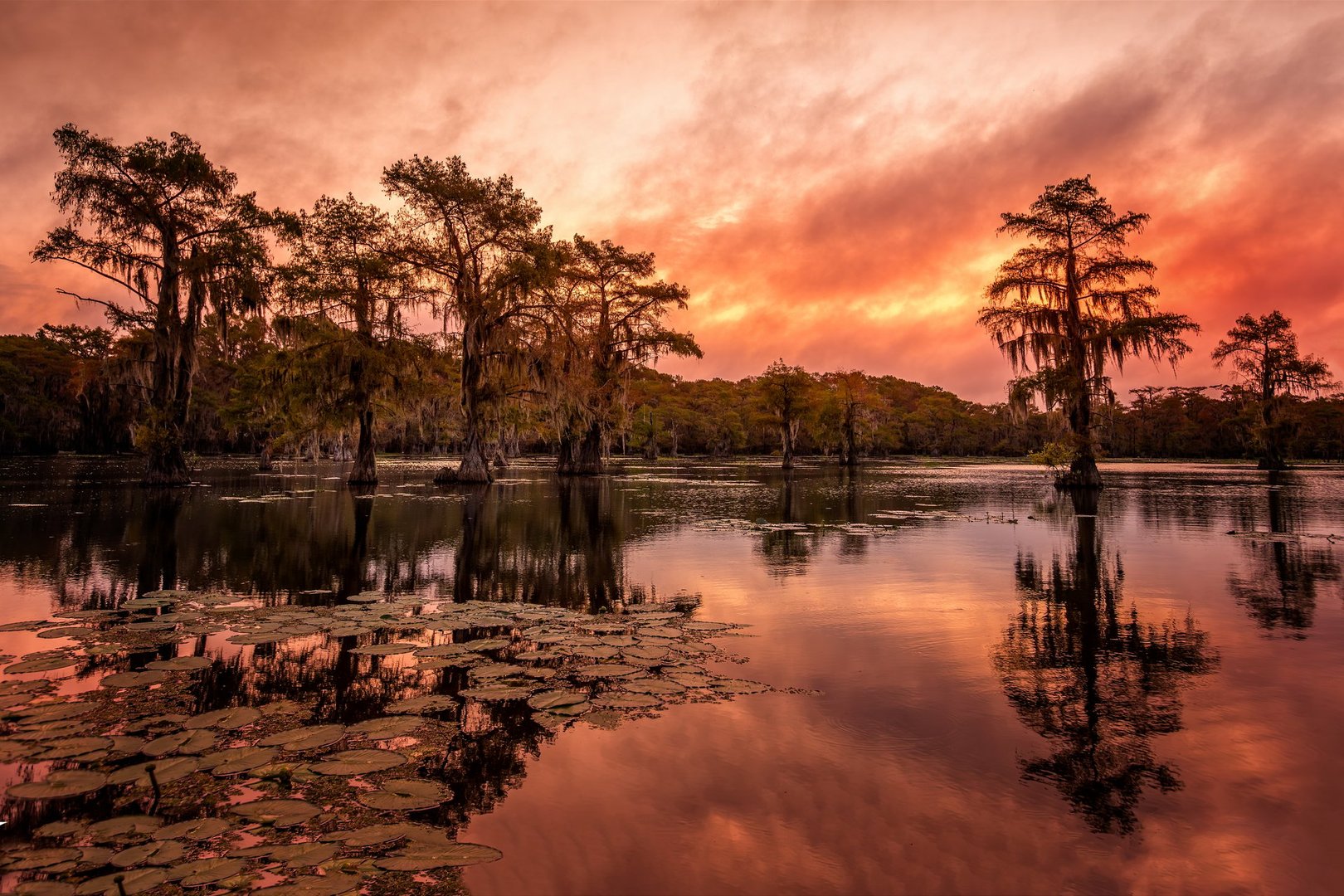 The beauty of the Caddo Lake with trees and their reflections at sunrise