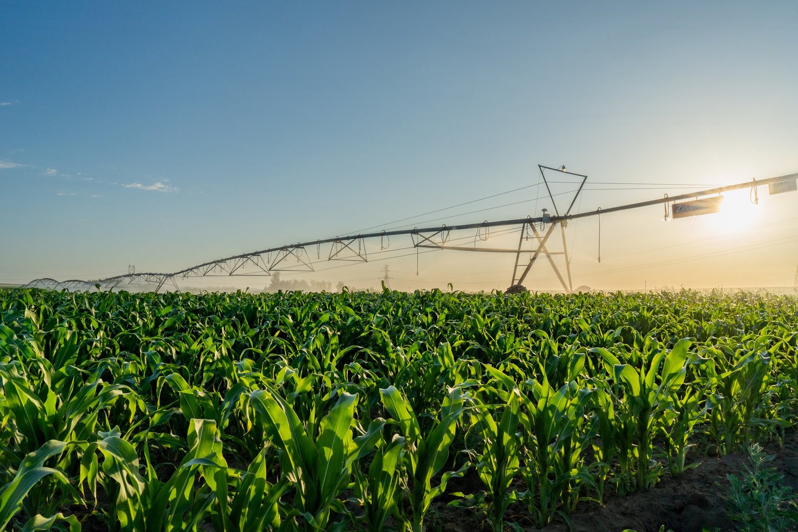 Sunny corn field with pivot