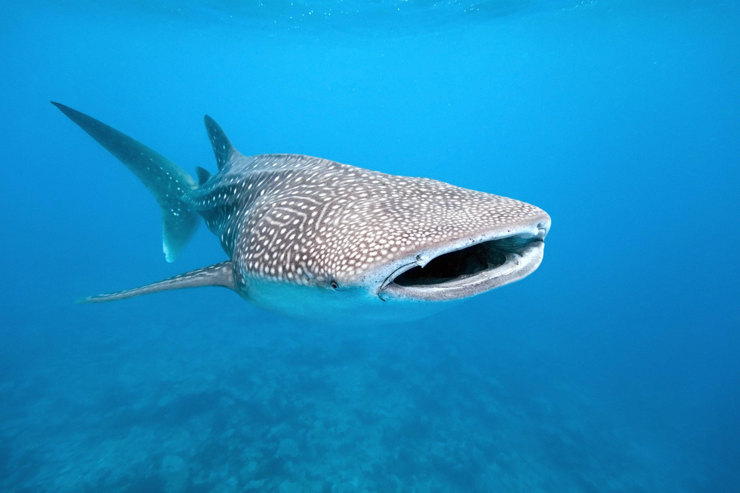 Whale shark from maldives