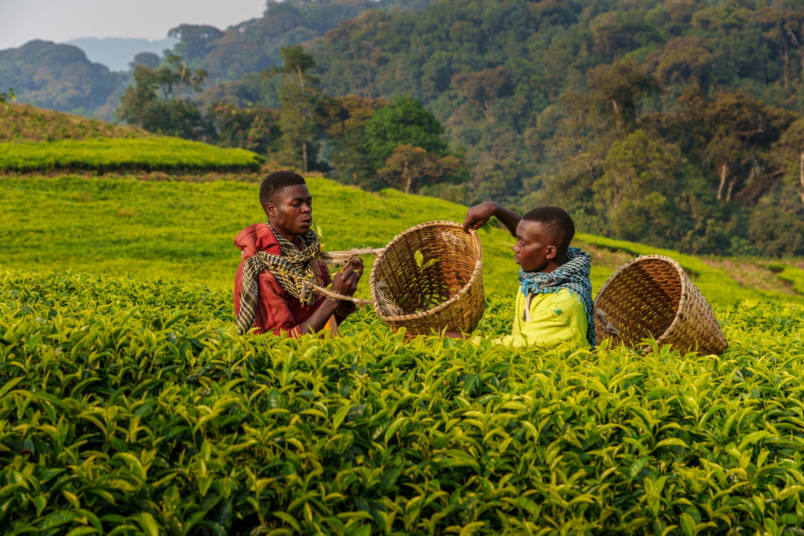 Rural farmland landscape