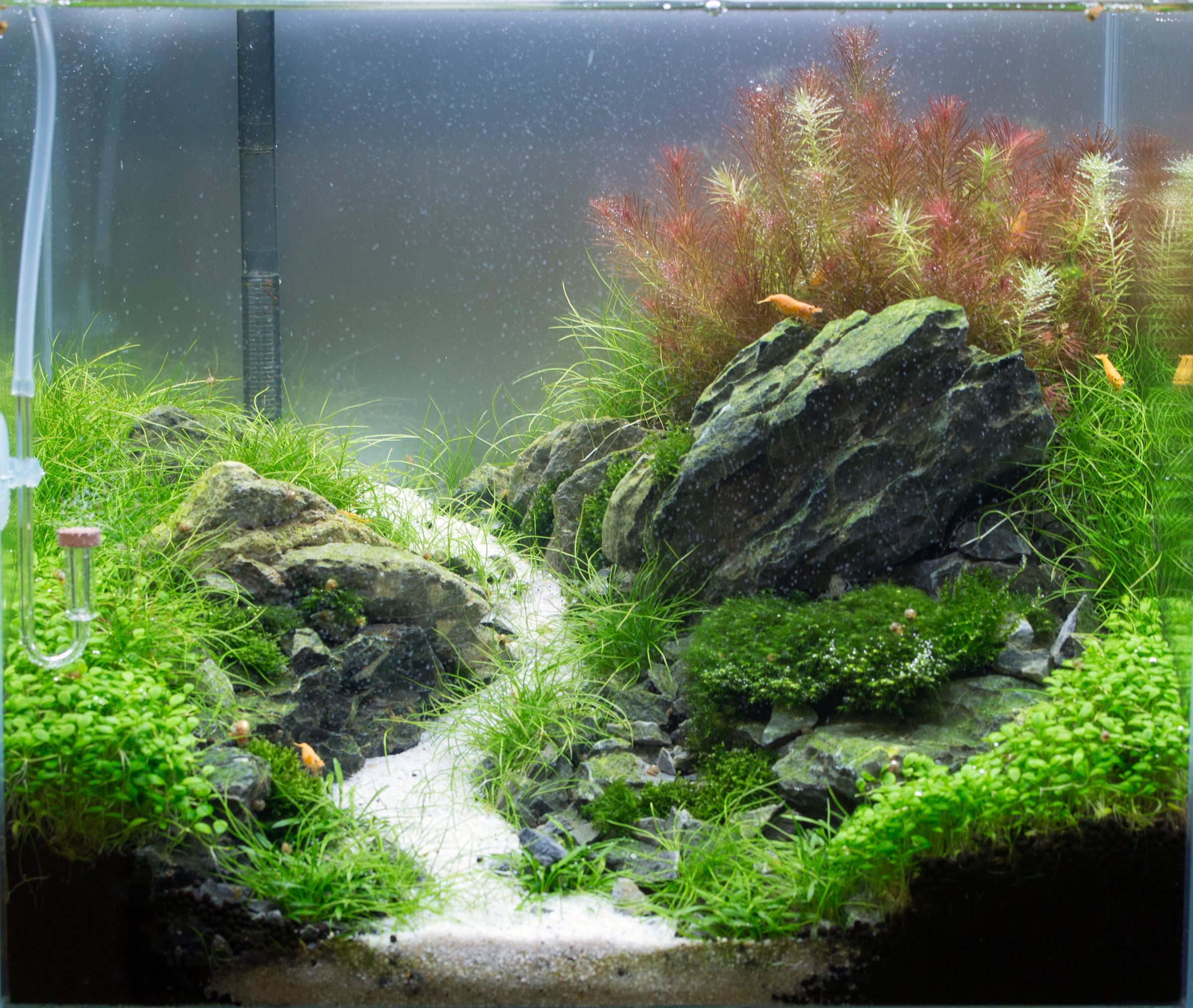 Premium Dutch Aquascape with Caridina Shrimp - Professional Freshwater Planted Tank Design