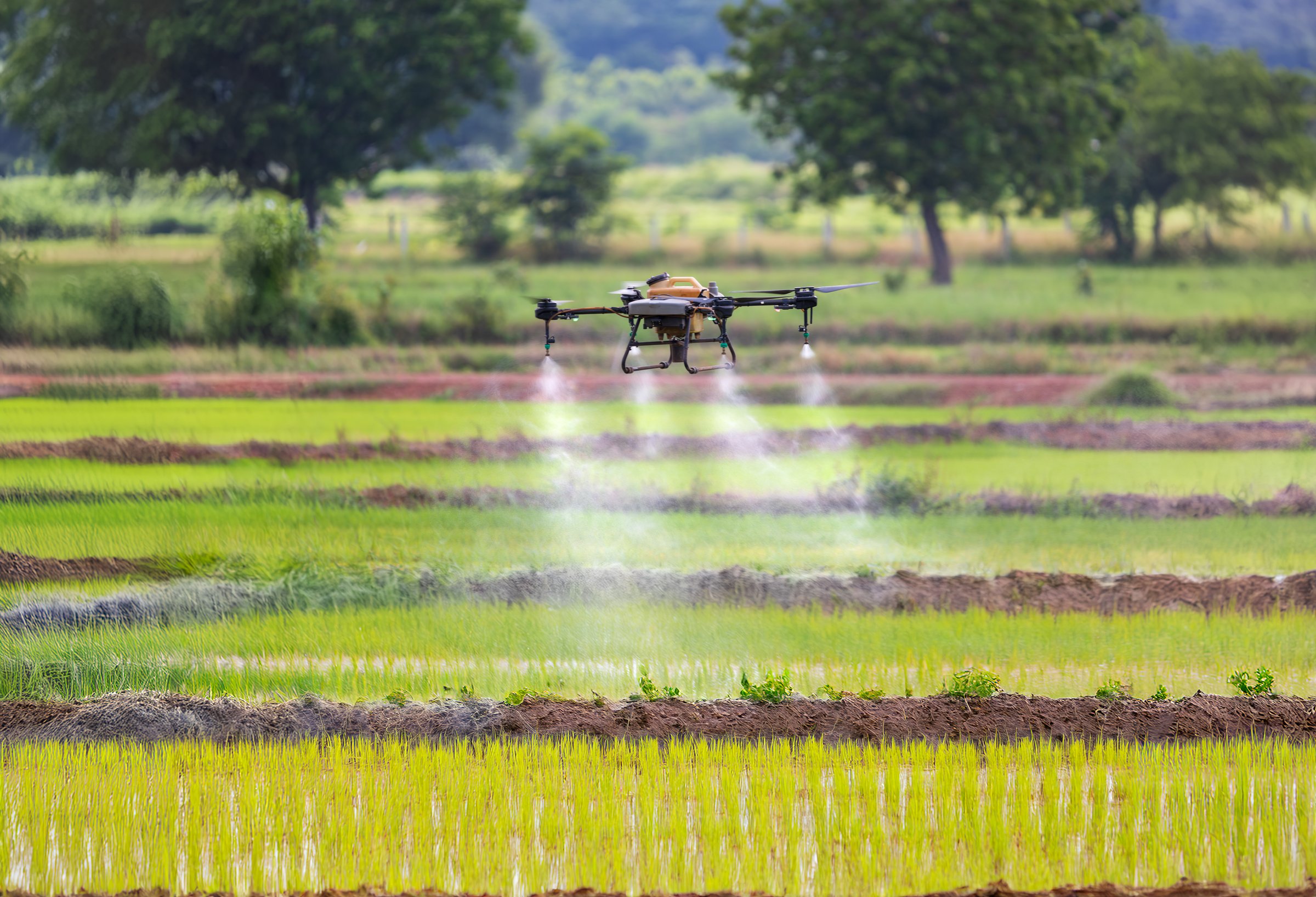 Drone spray pesticide on rice field in Thailand.