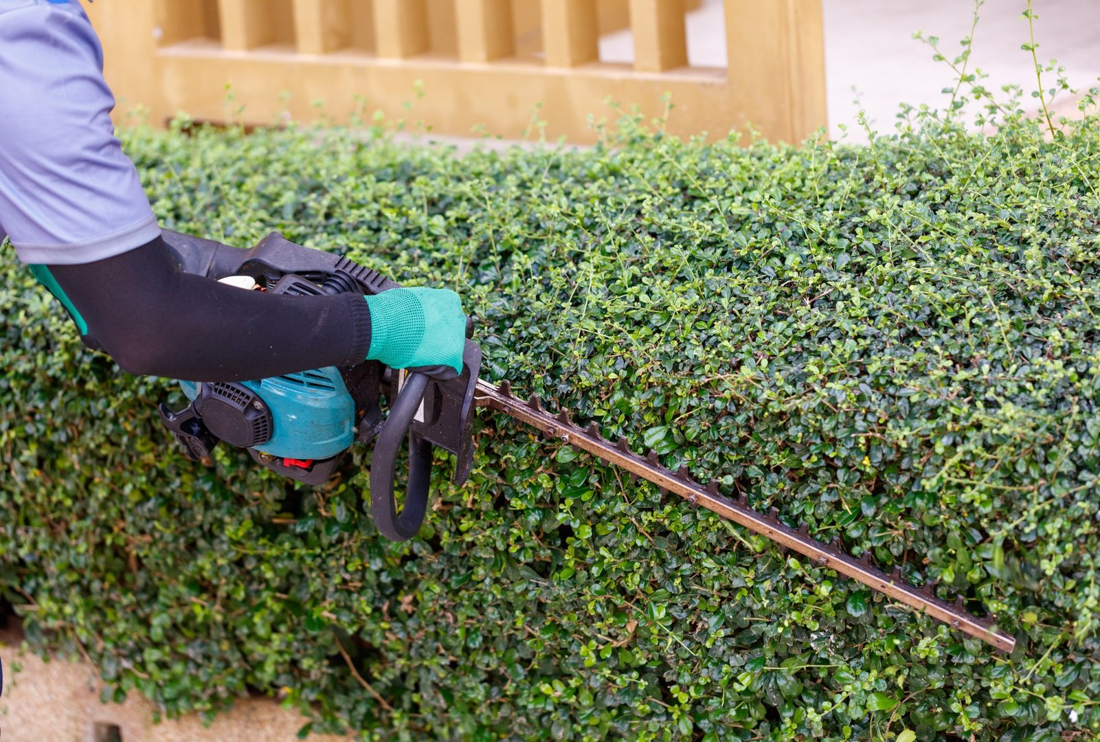 Man trimming hedges