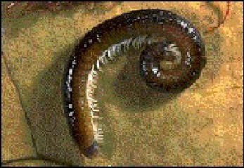Millipede identification guide