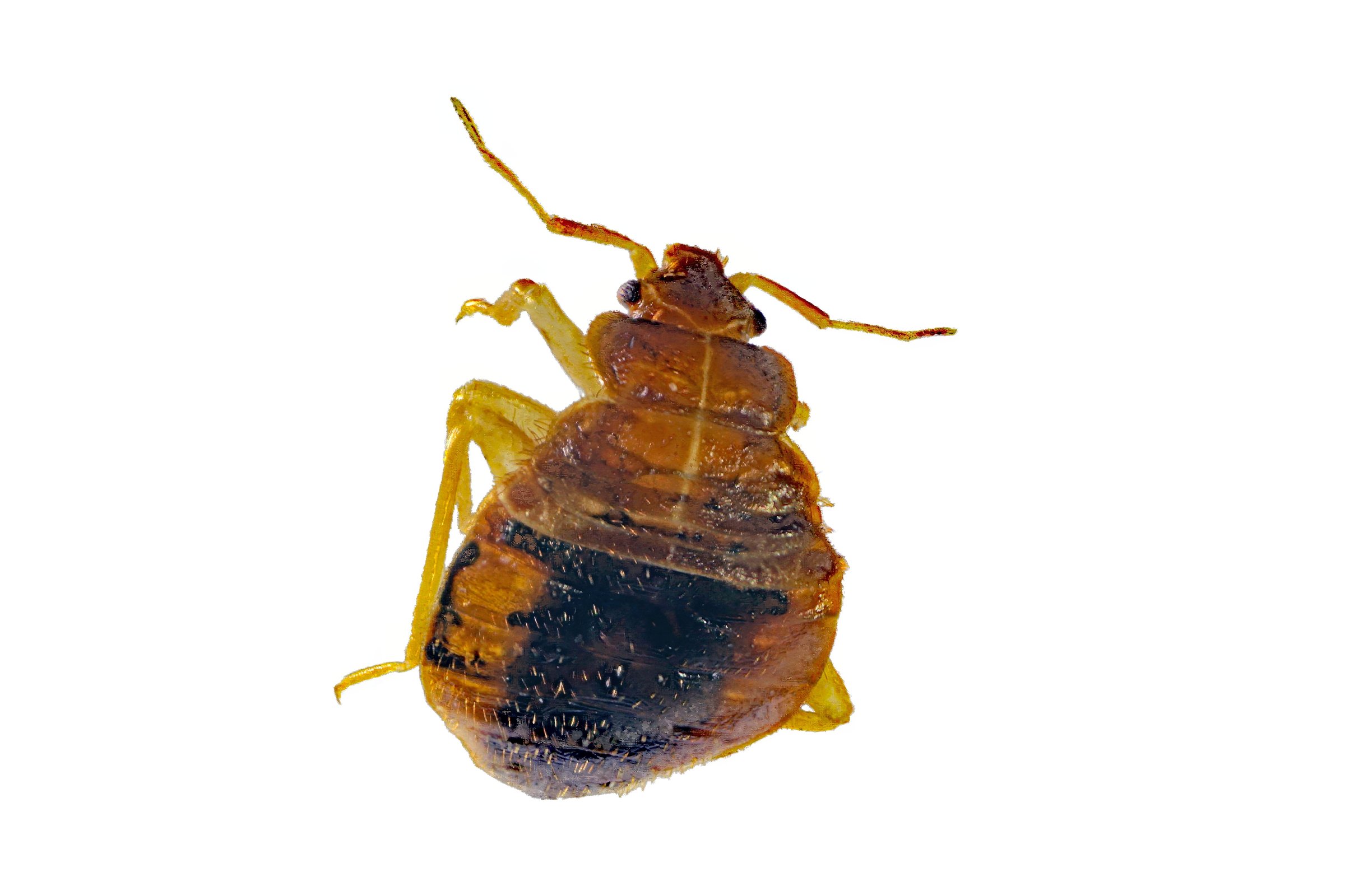 Macro photo of a common bed bug, Cimex lectularius